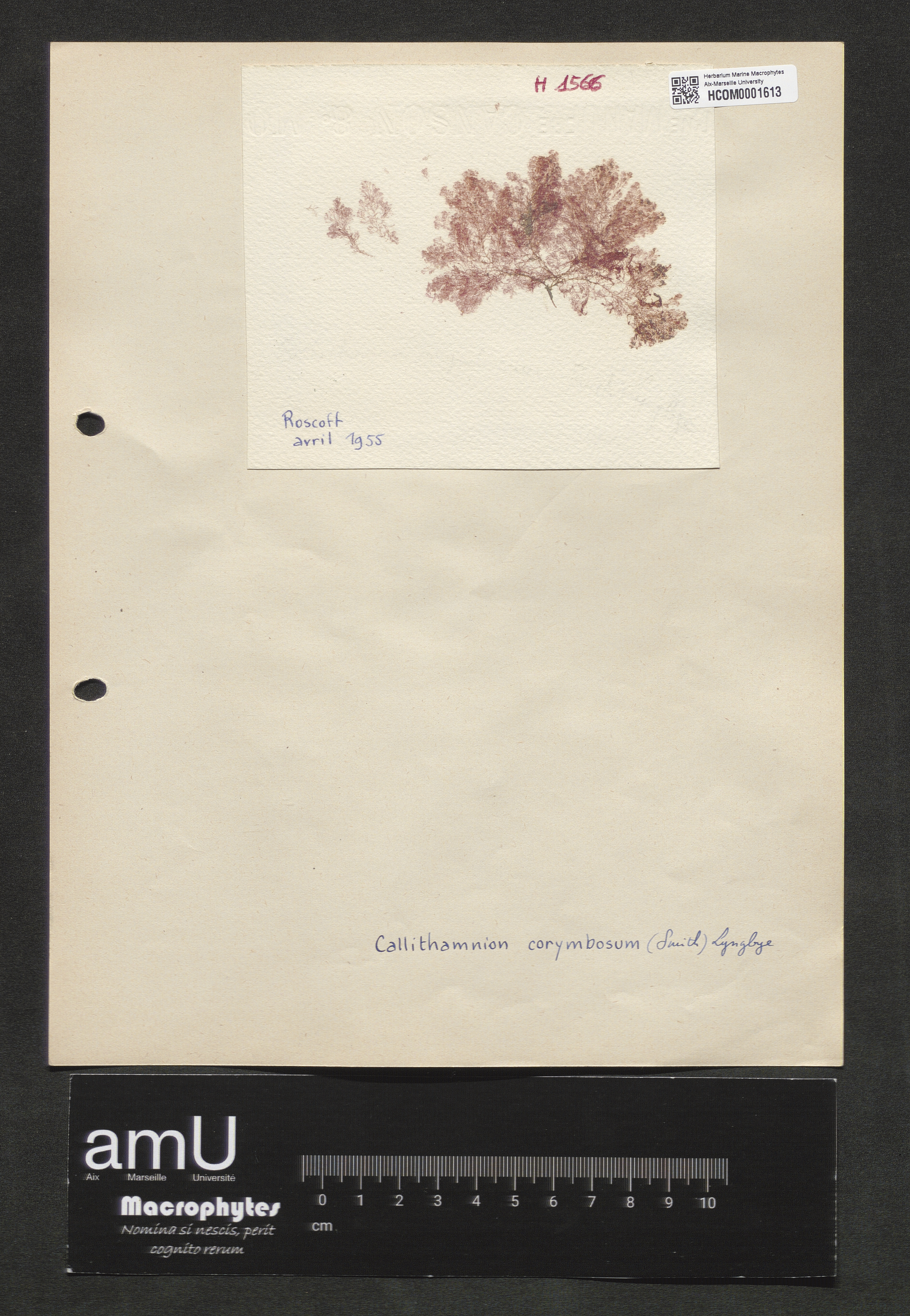 Calythamnion corymbosum specimen