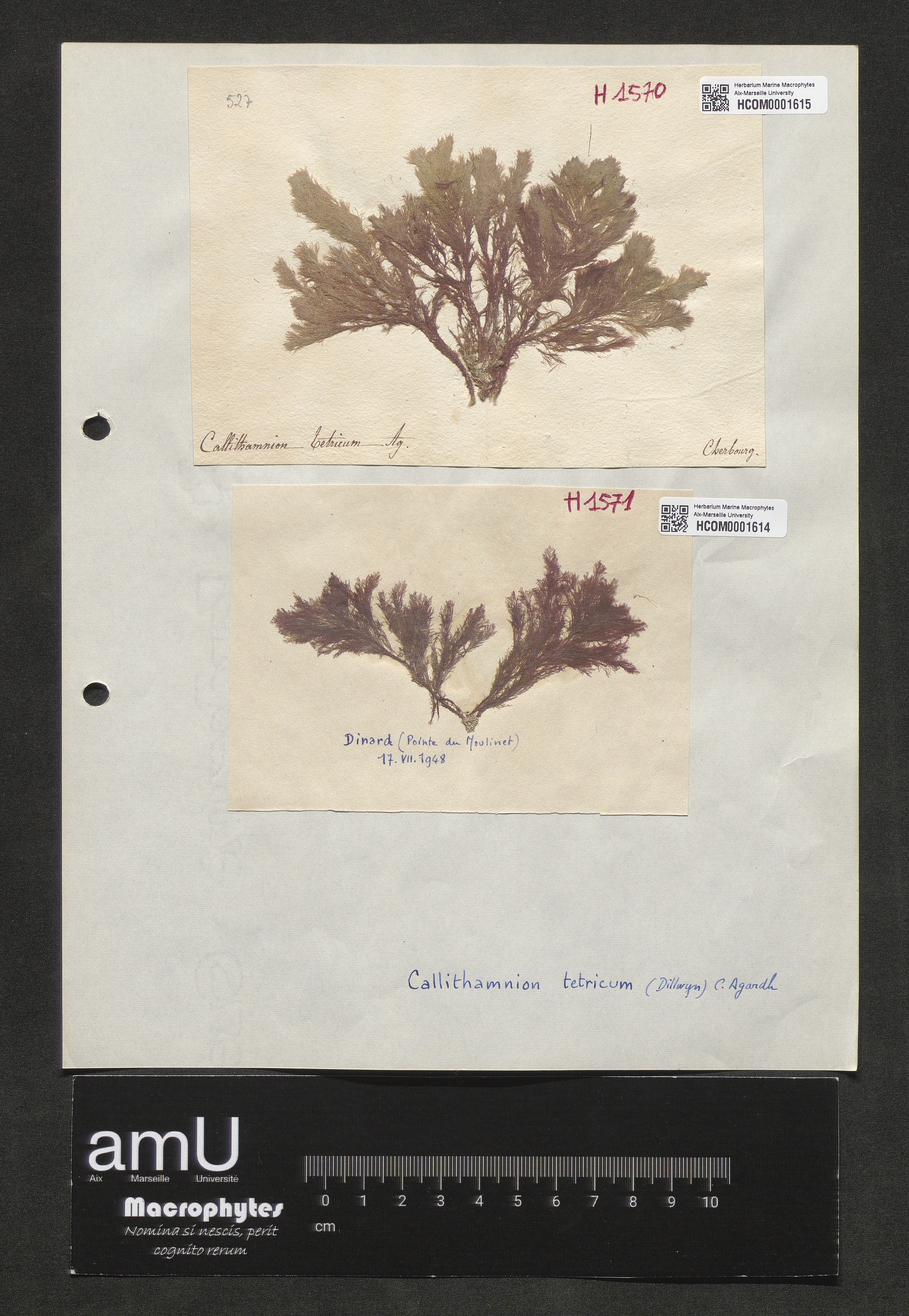 Calythamnion tetricum specimen