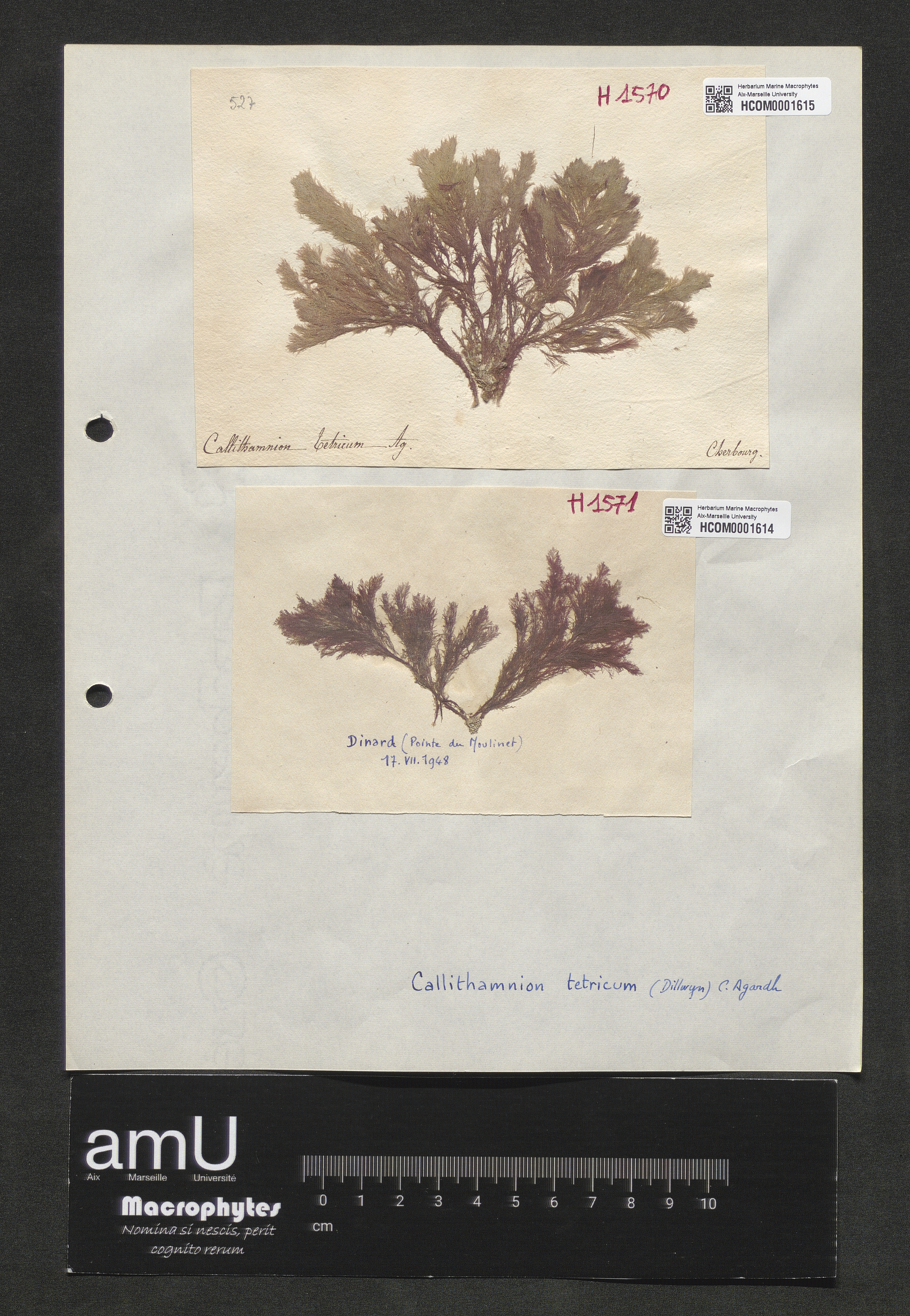 Calythamnion tetricum specimen