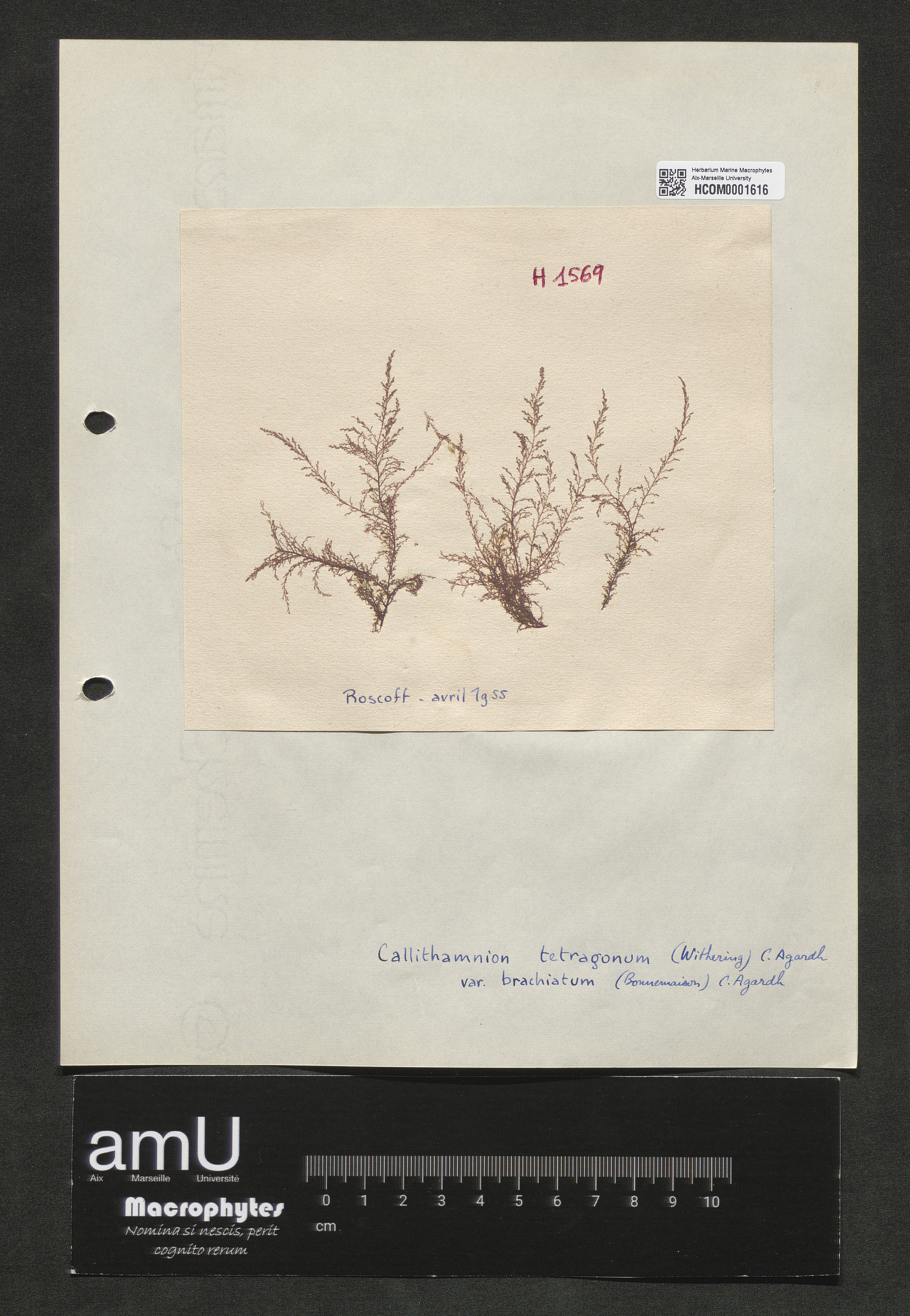 Calythamnion tetragonum var. brachiatum specimen