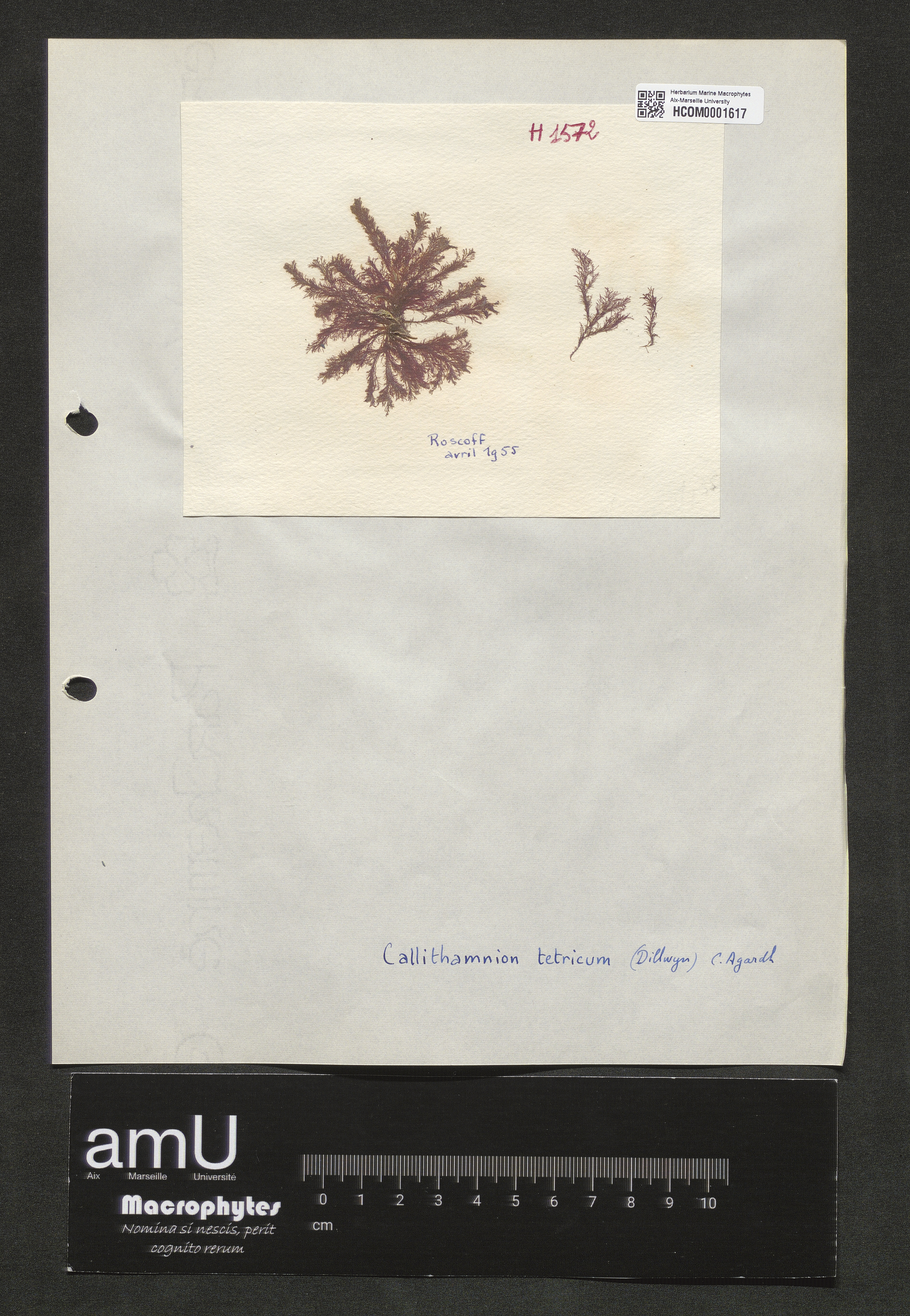 Calythamnion tetricum specimen