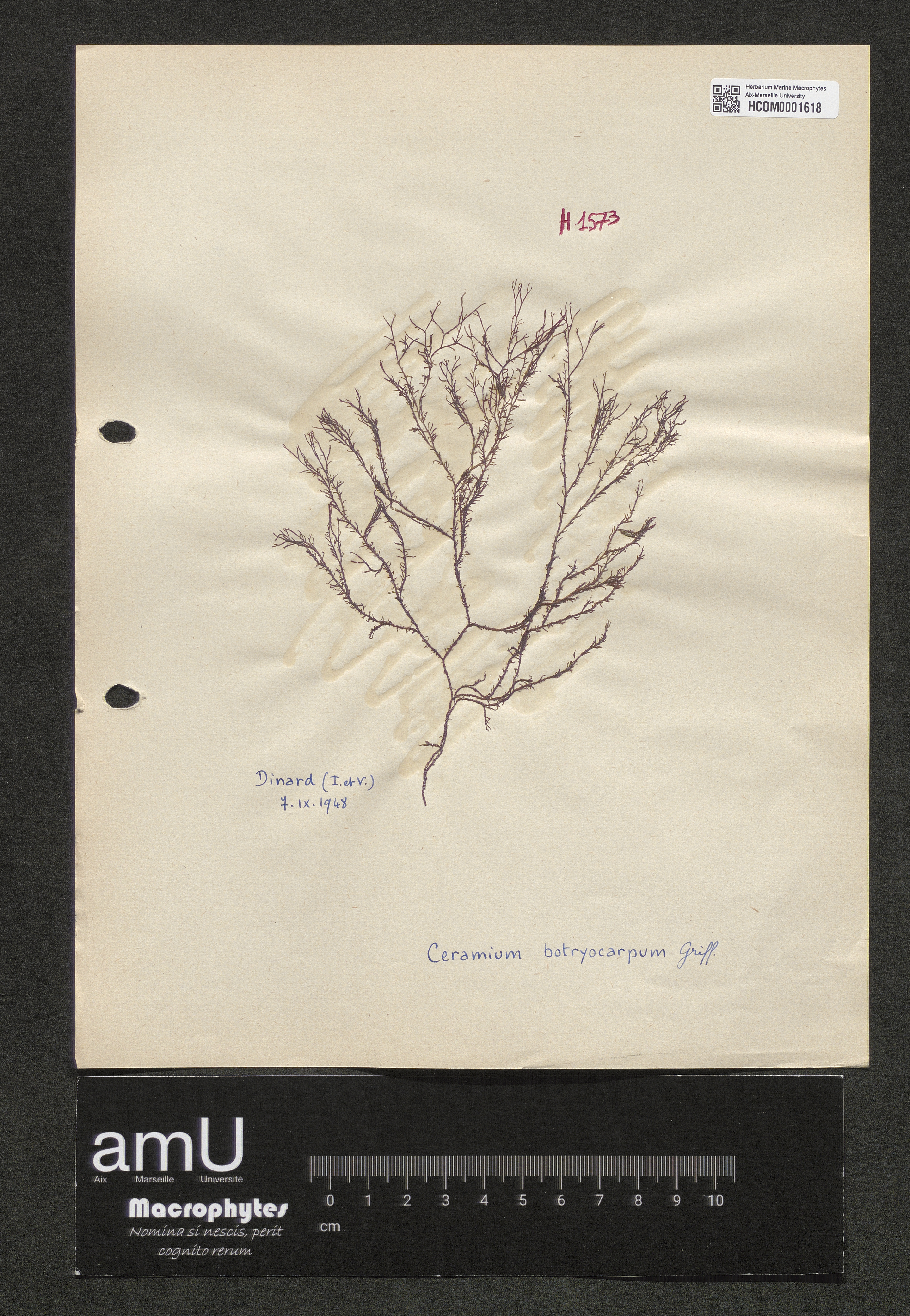 Ceramium botryocarpum specimen