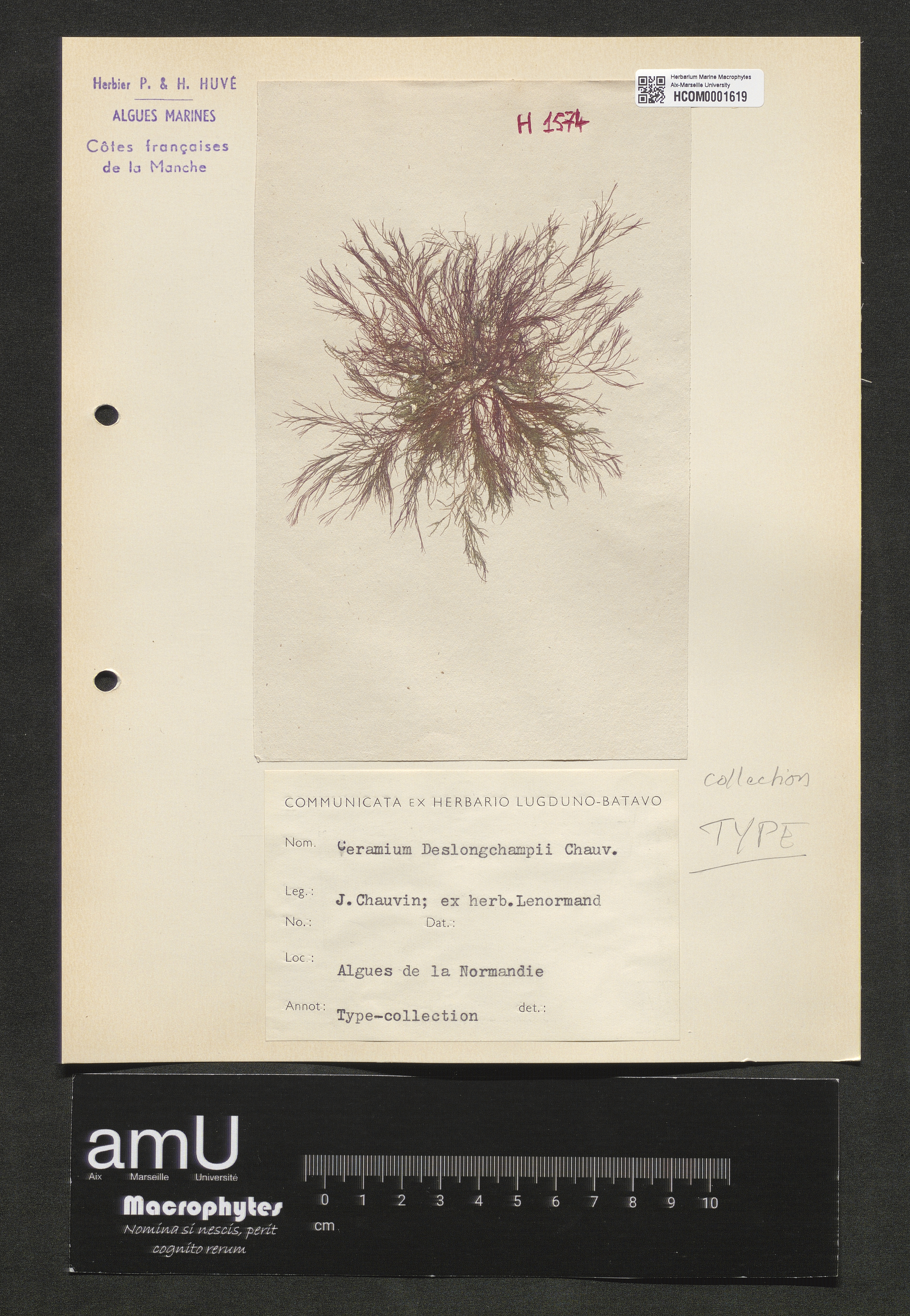 Ceramium deslongchampii specimen