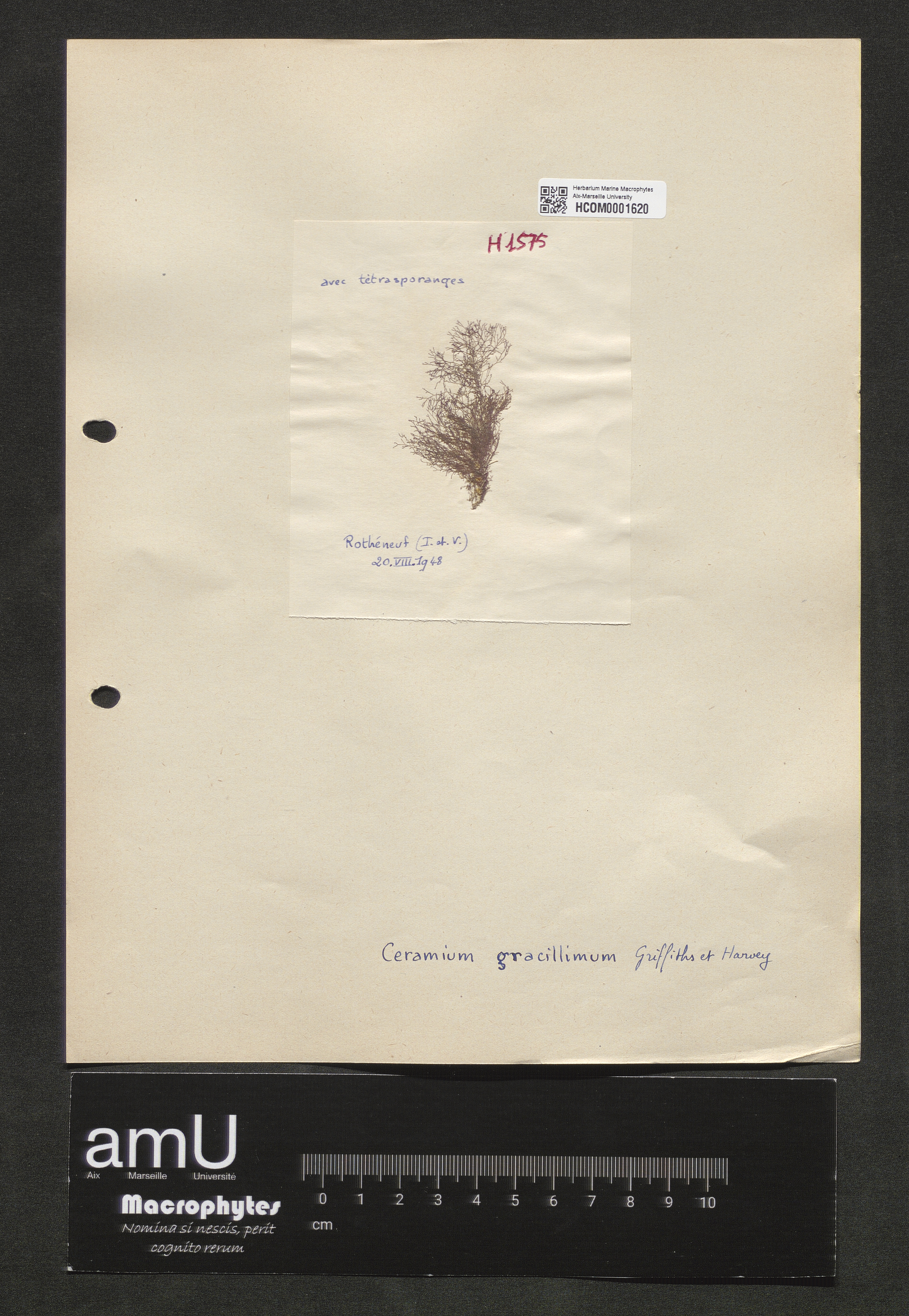 Ceramium gracillimum specimen