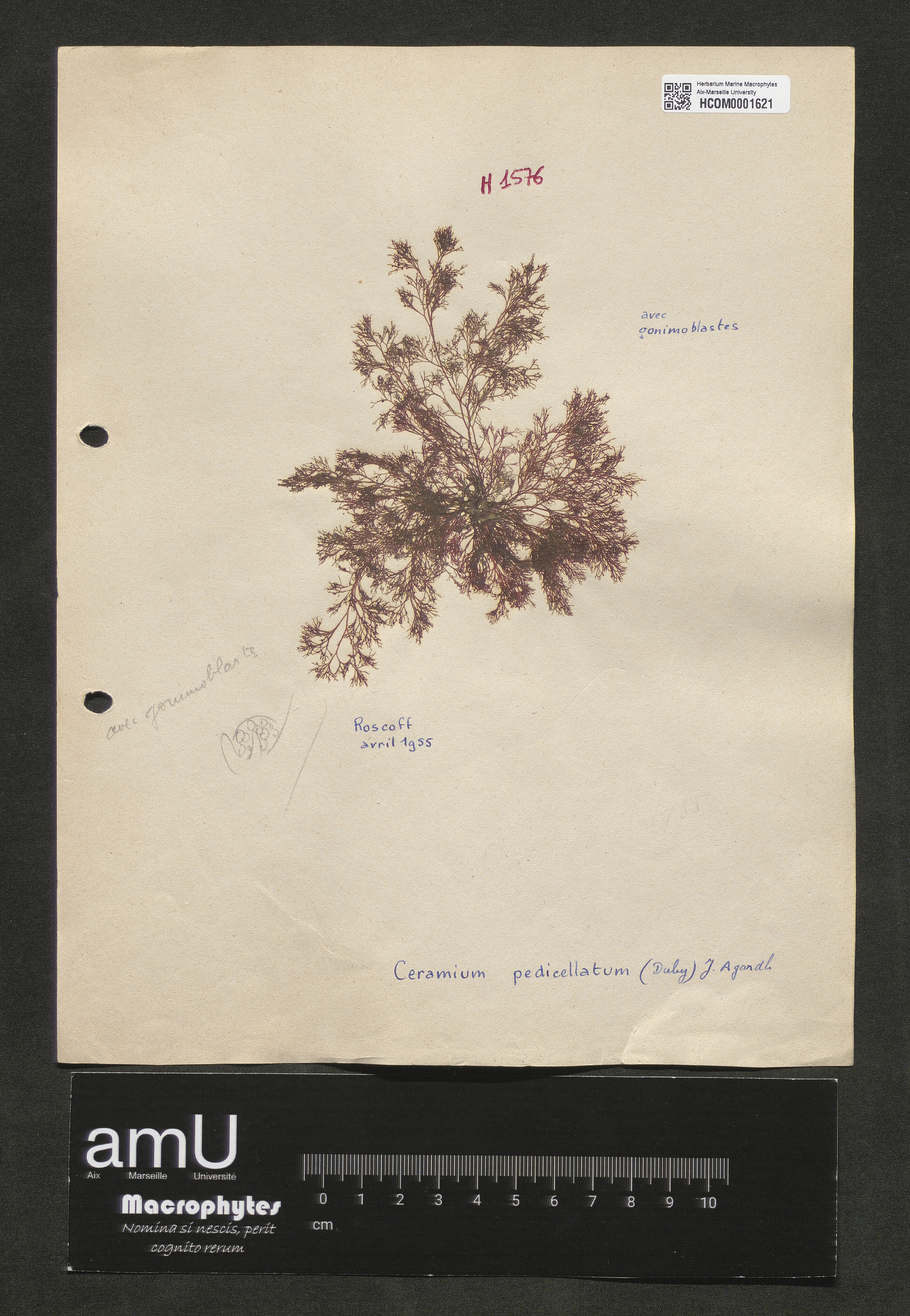 Ceramium pedicellatum specimen