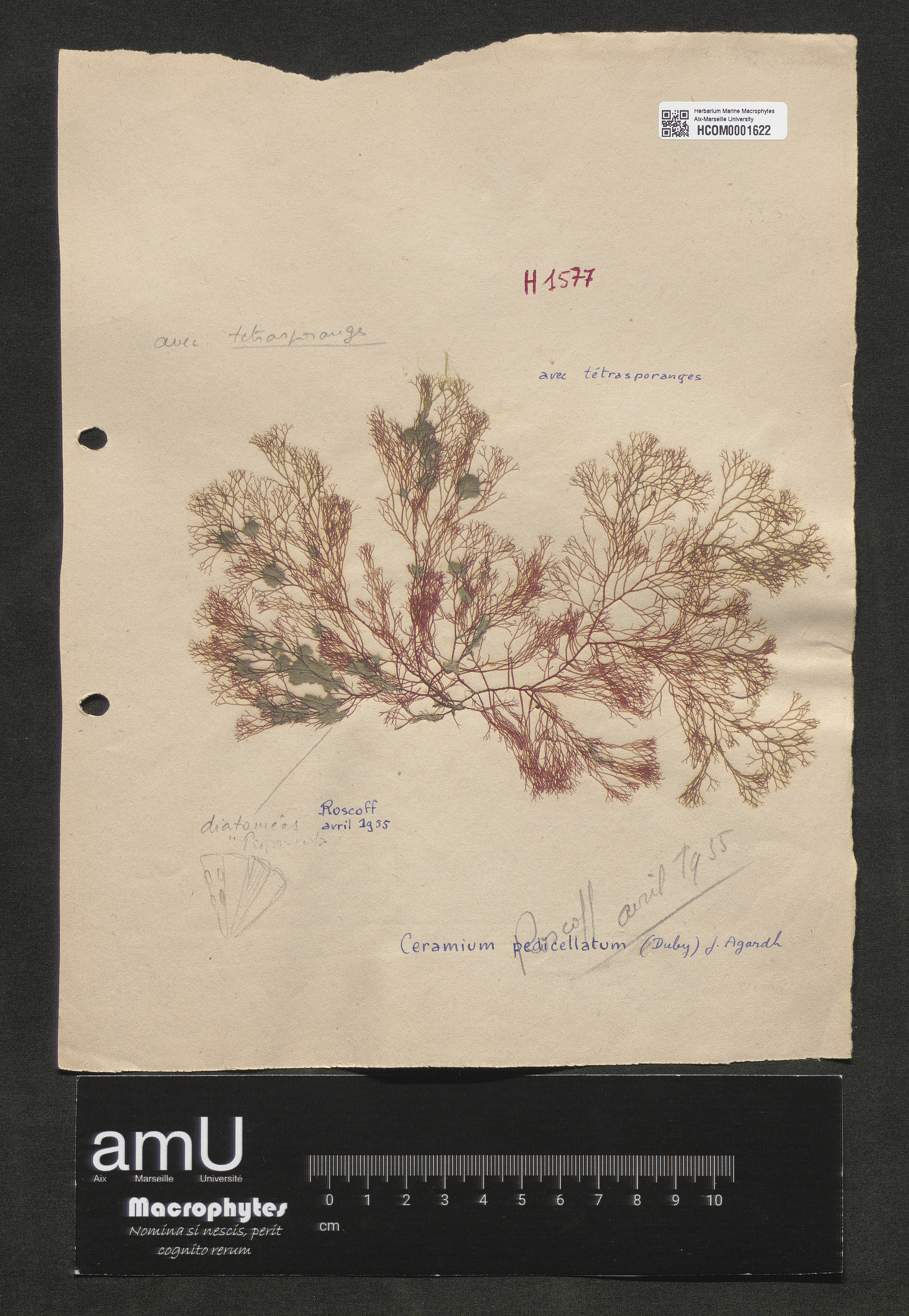 Ceramium pedicellatum specimen