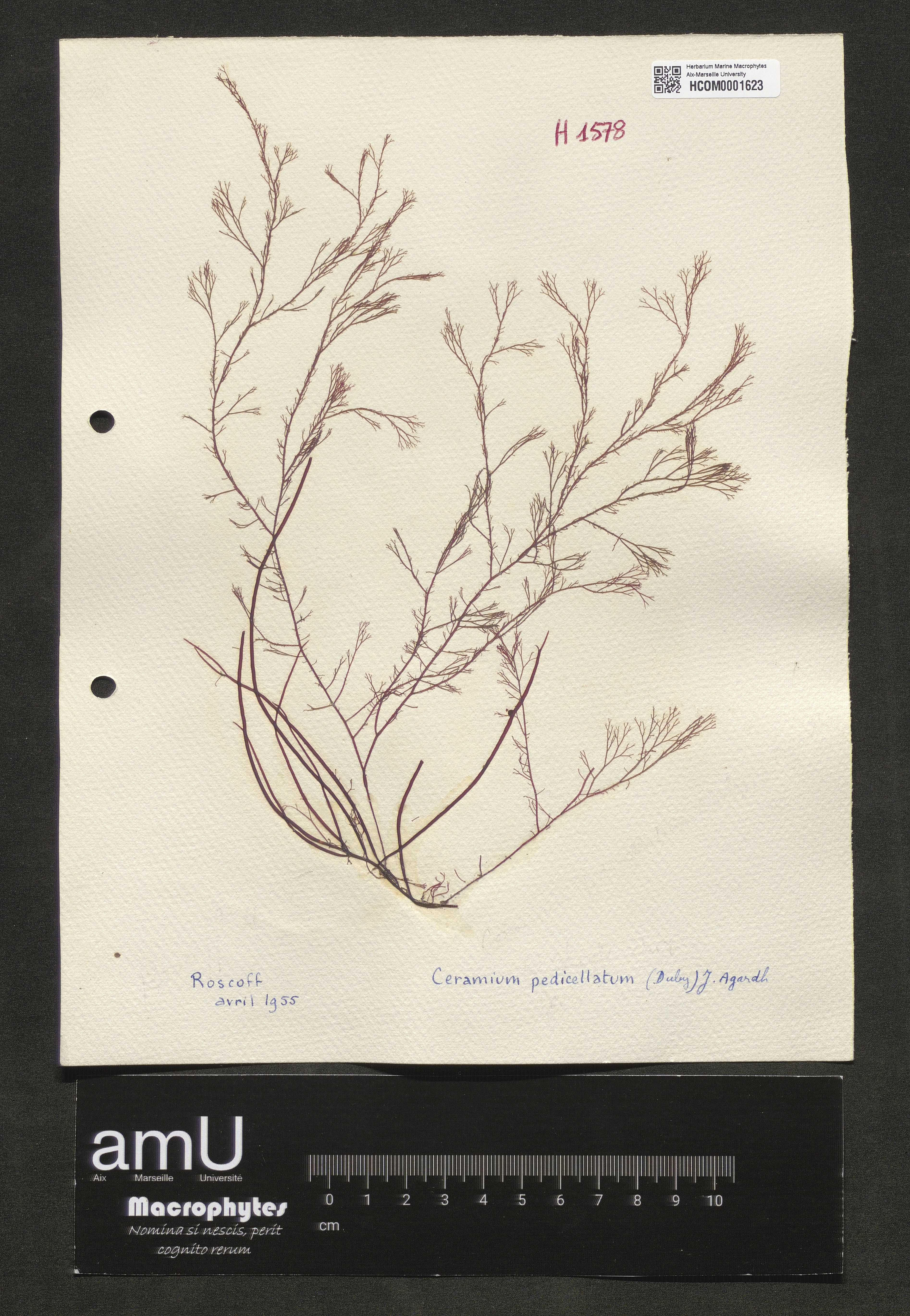 Ceramium pedicellatum specimen