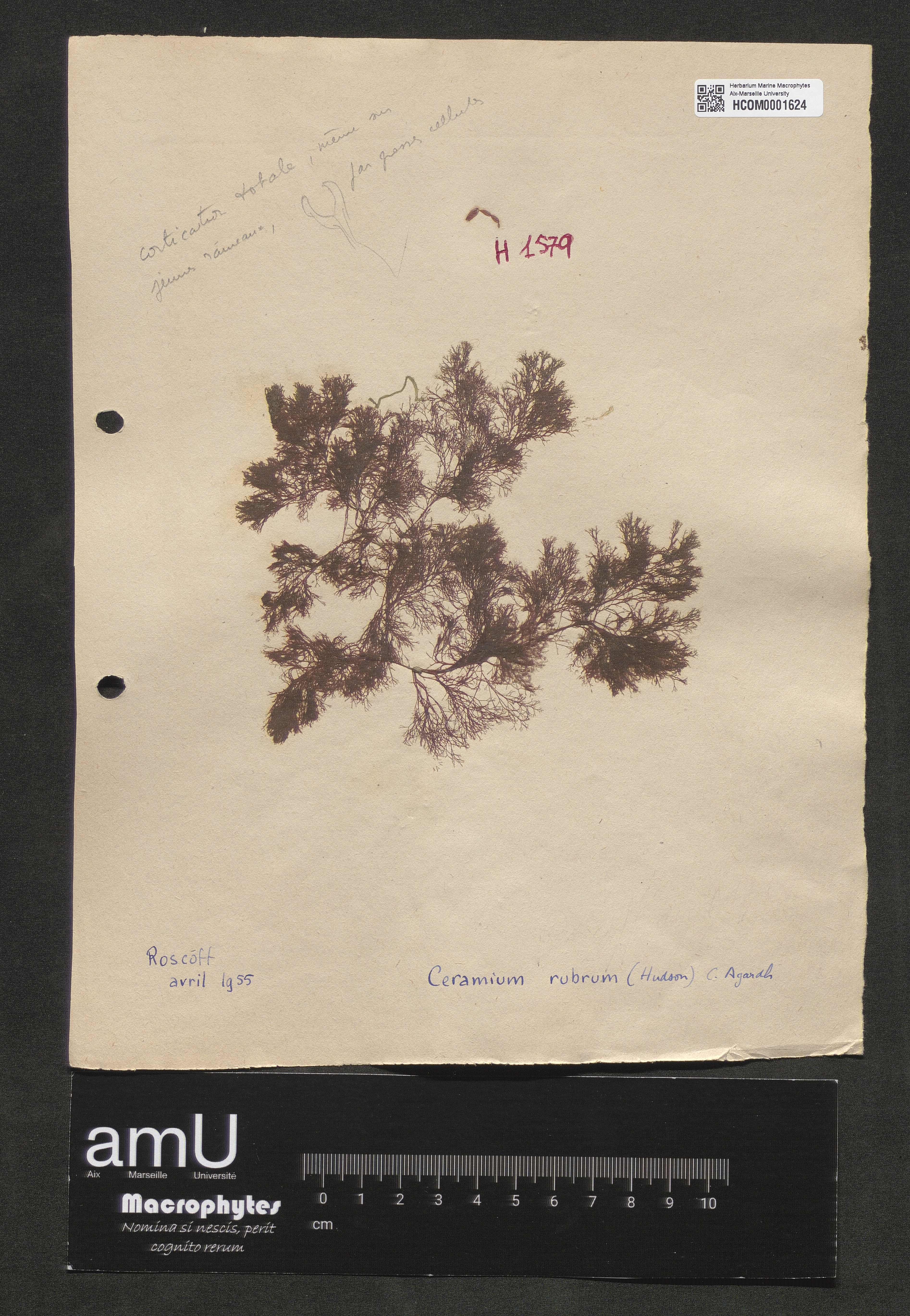 Ceramium rubrum specimen
