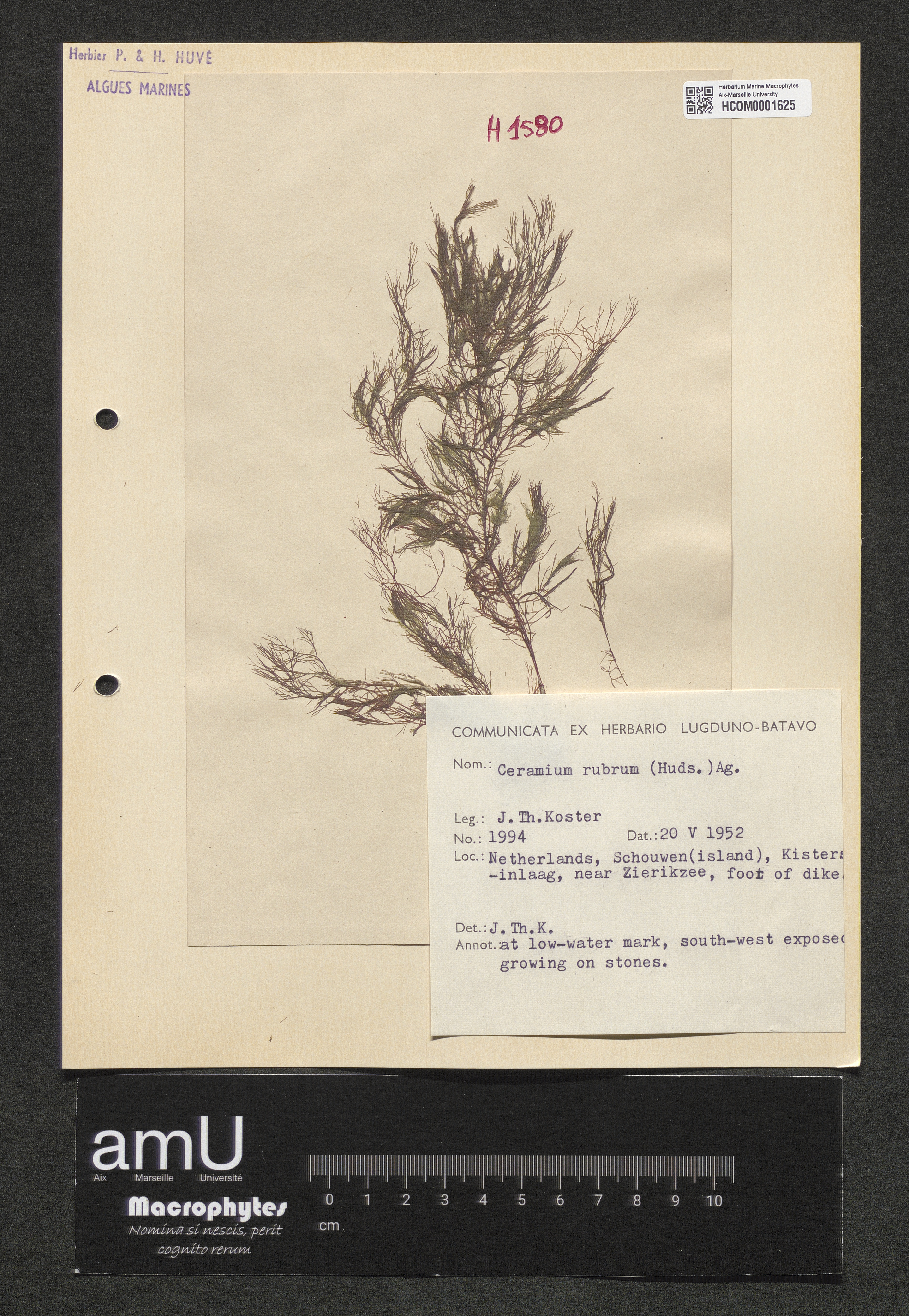 Ceramium rubrum specimen