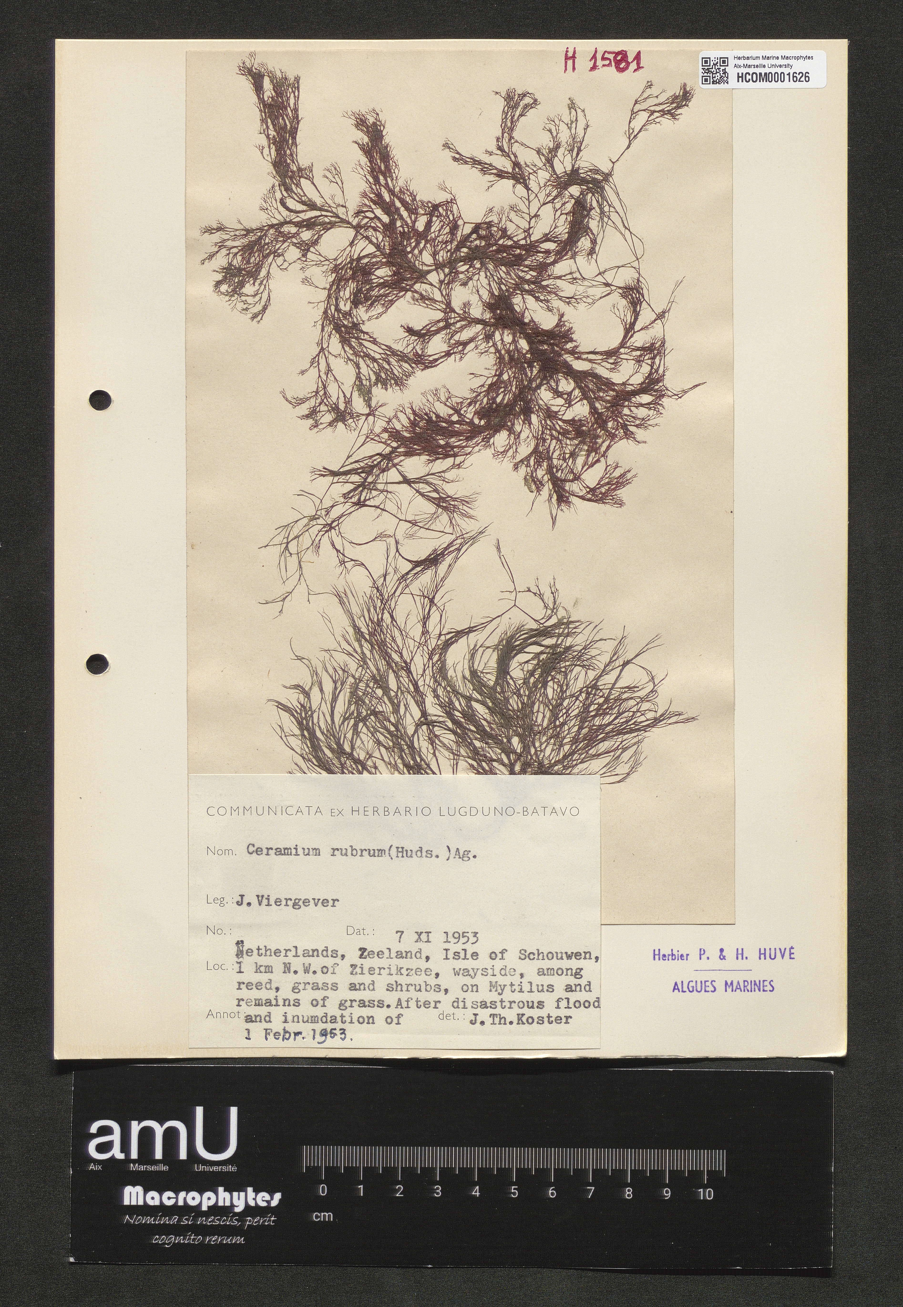 Ceramium rubrum specimen