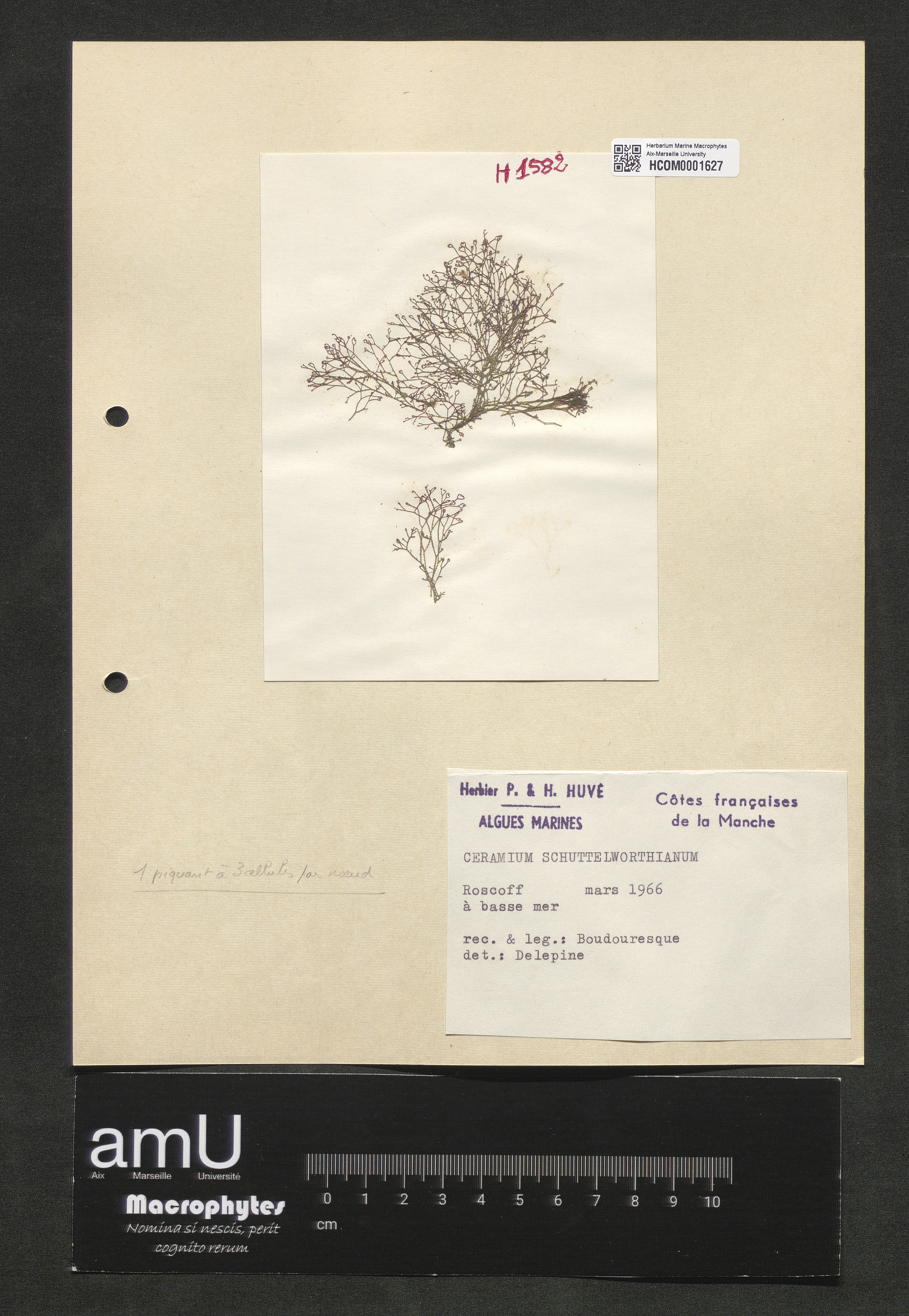 Ceramium schuttelworthianum specimen