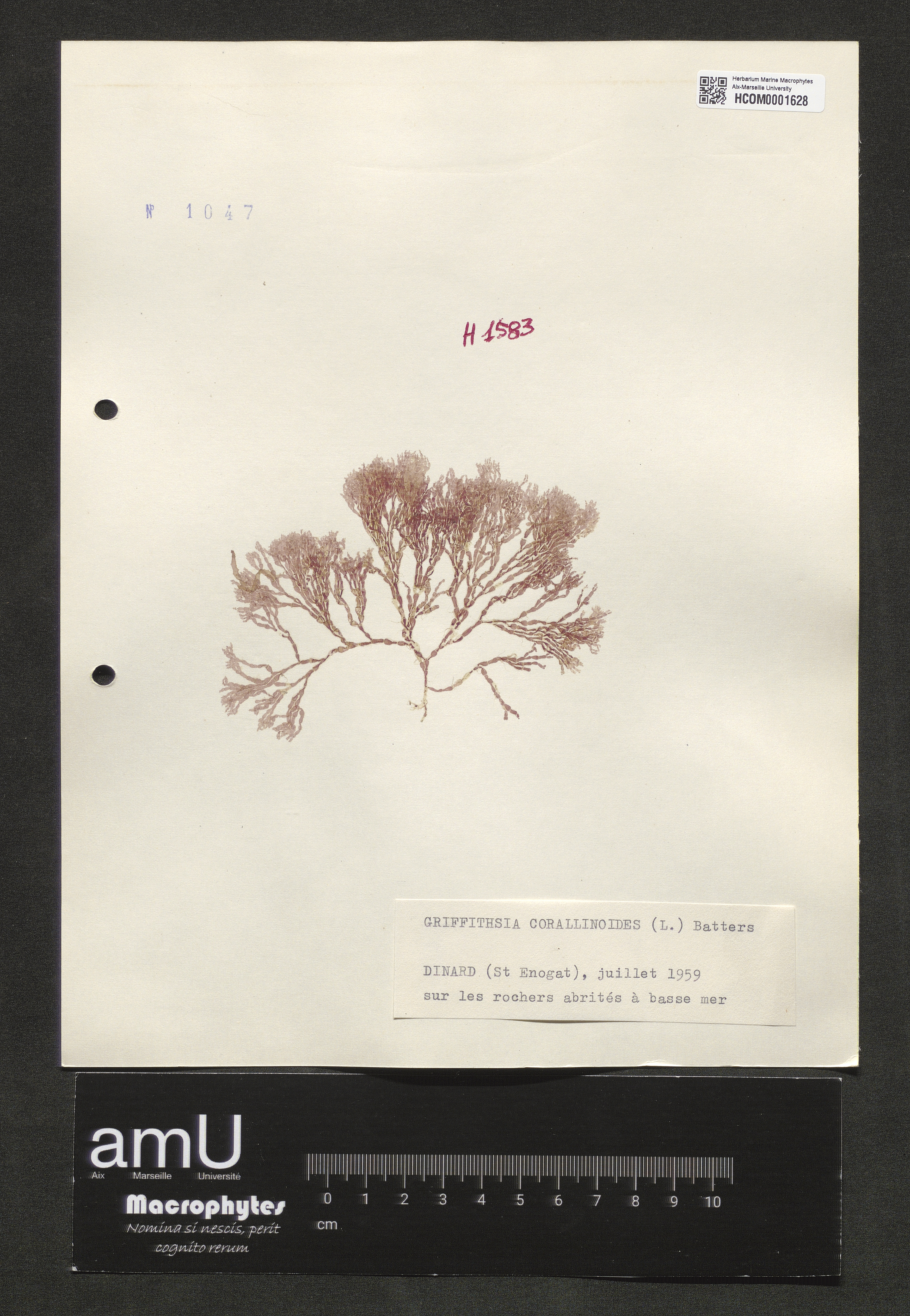 Griffithsia corallinoides specimen