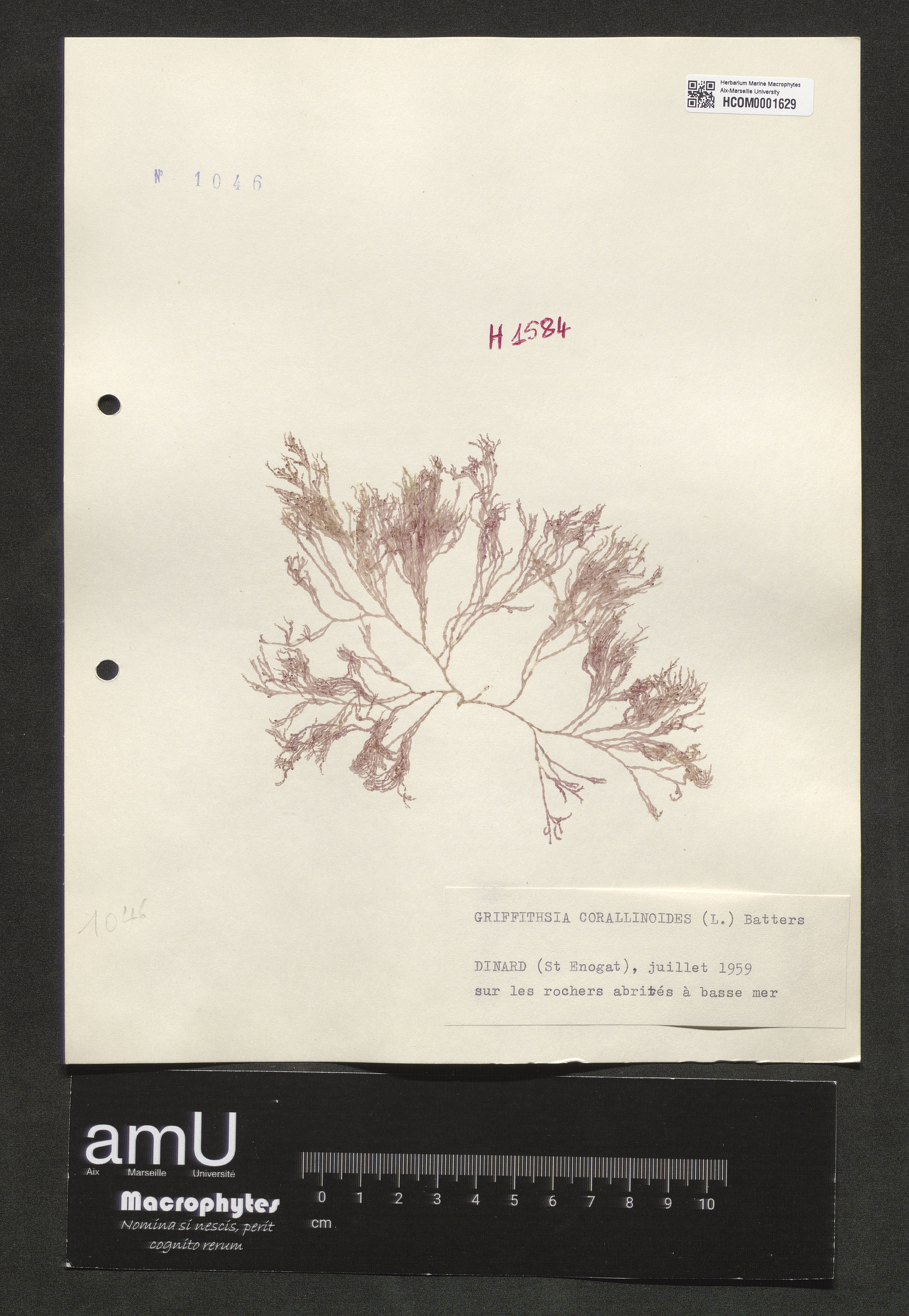 Griffithsia corallinoides specimen
