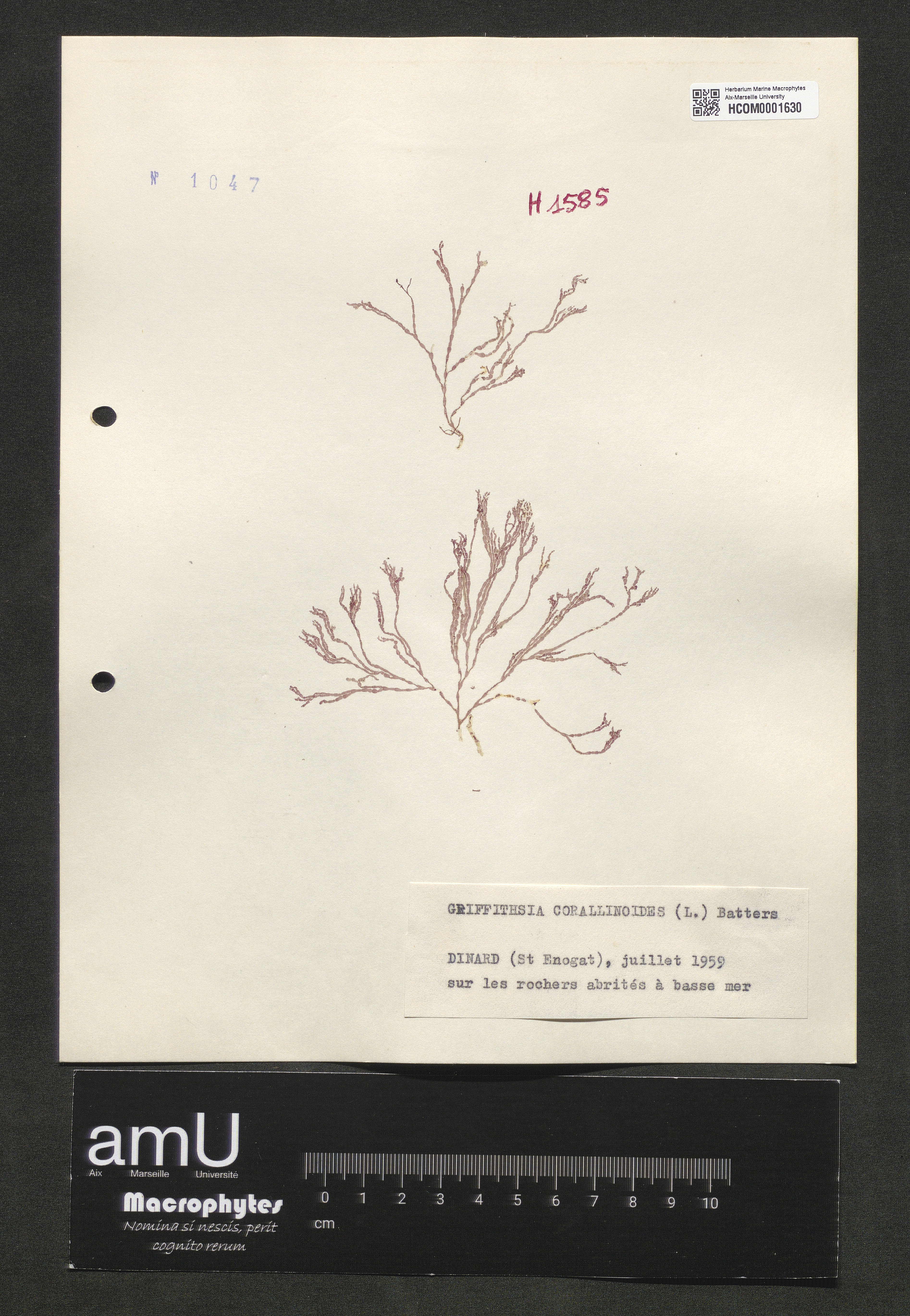Griffithsia corallinoides specimen