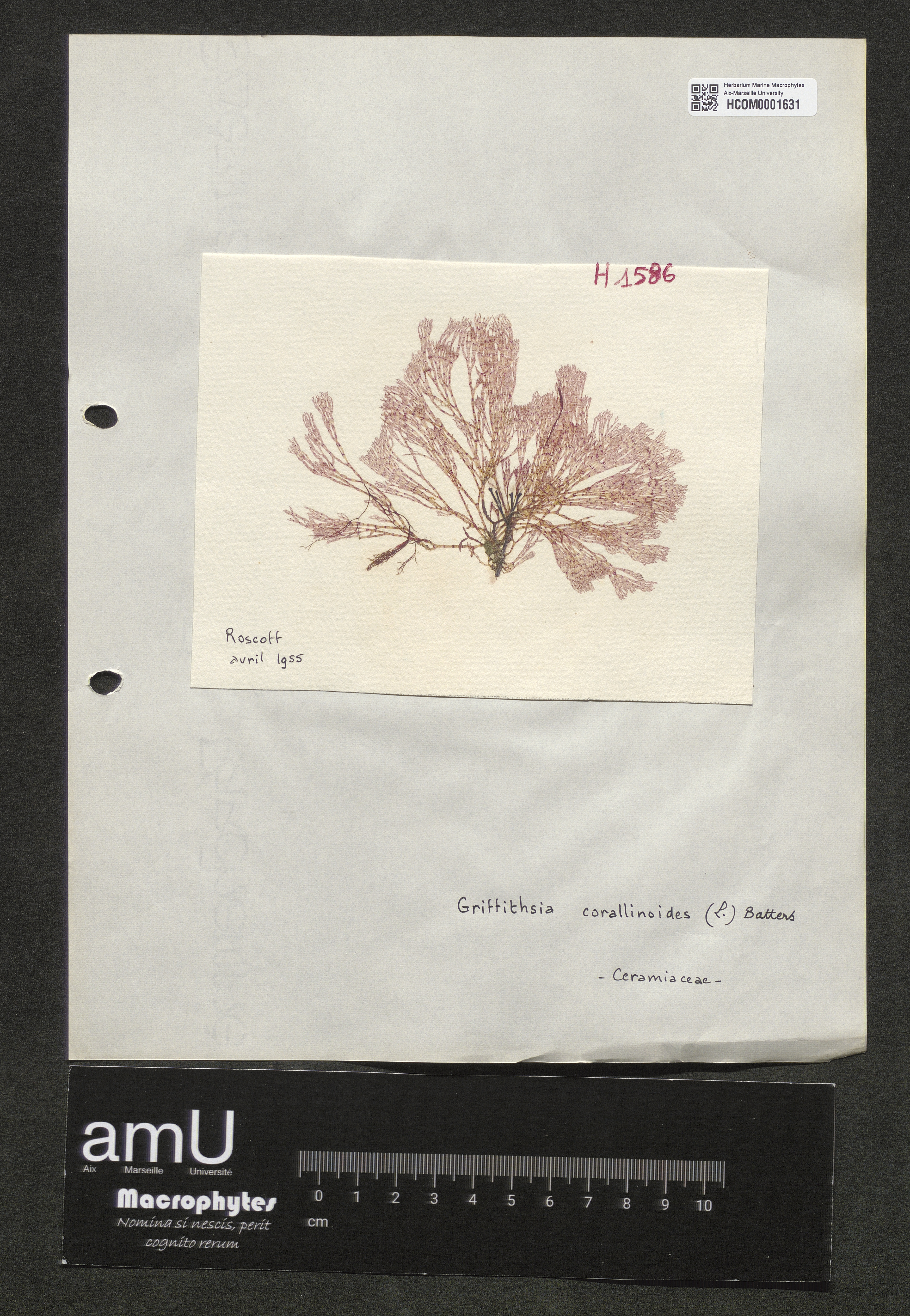 Griffithsia corallinoides specimen