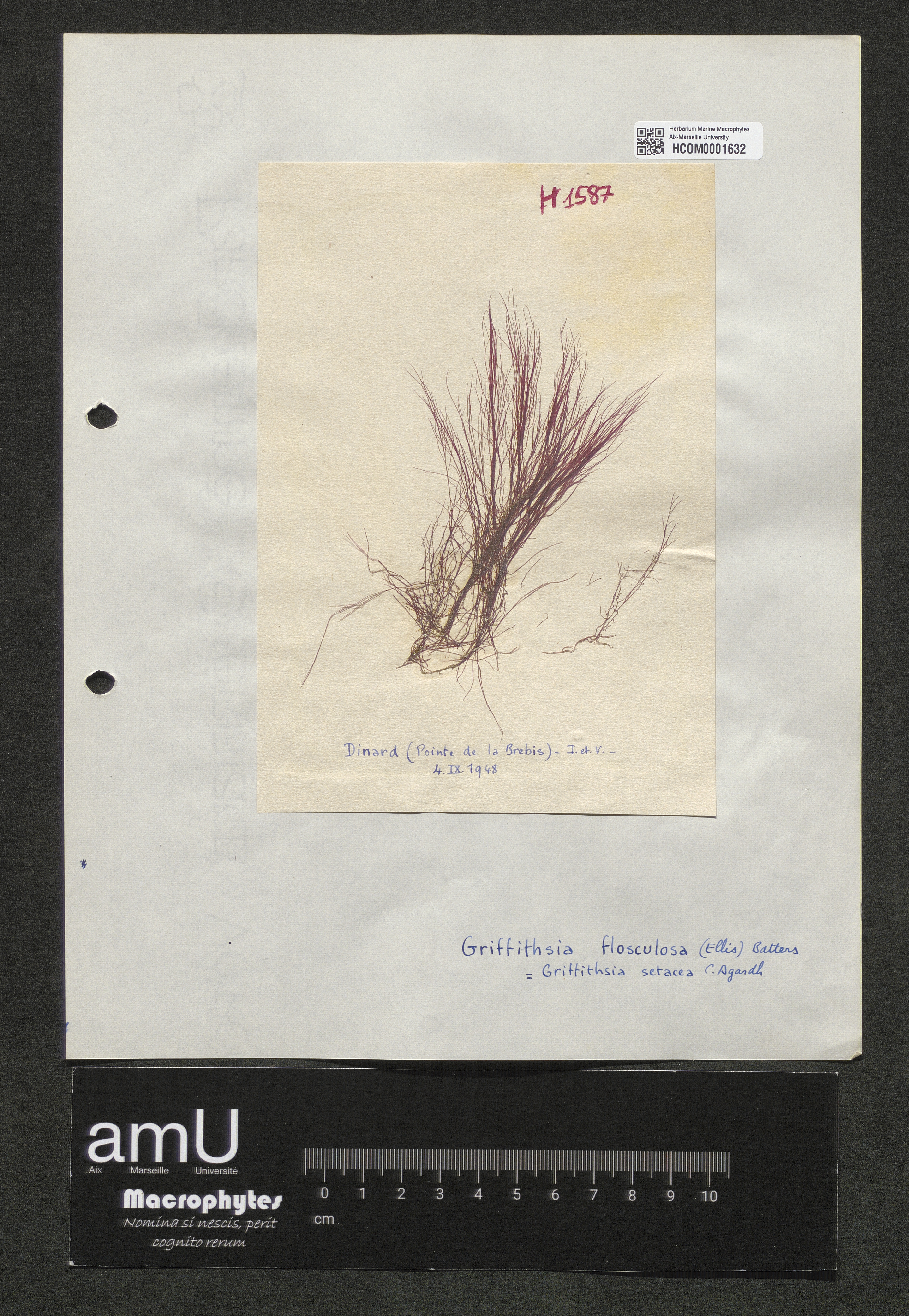 Griffithsia flosculosa specimen