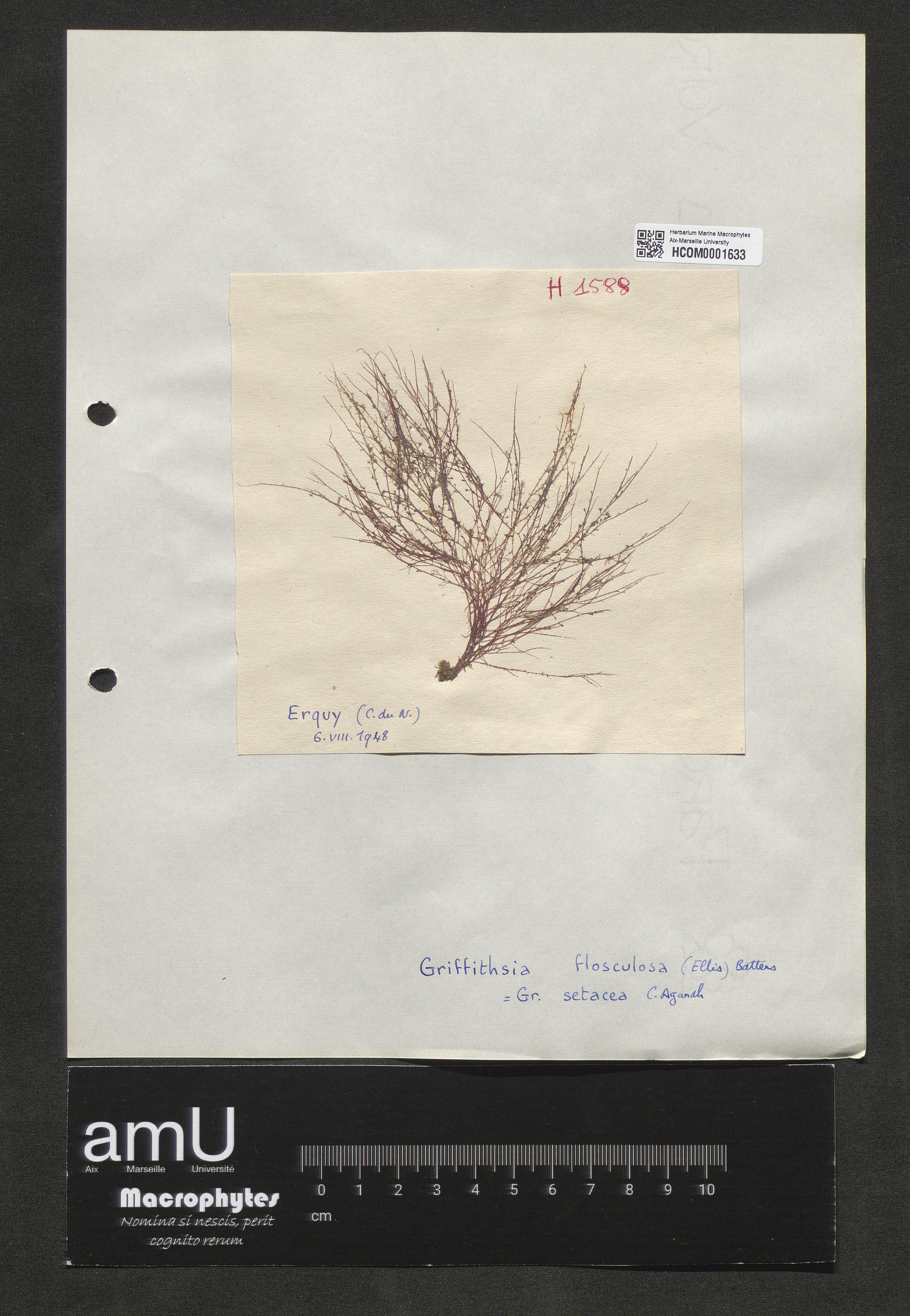 Griffithsia flosculosa specimen