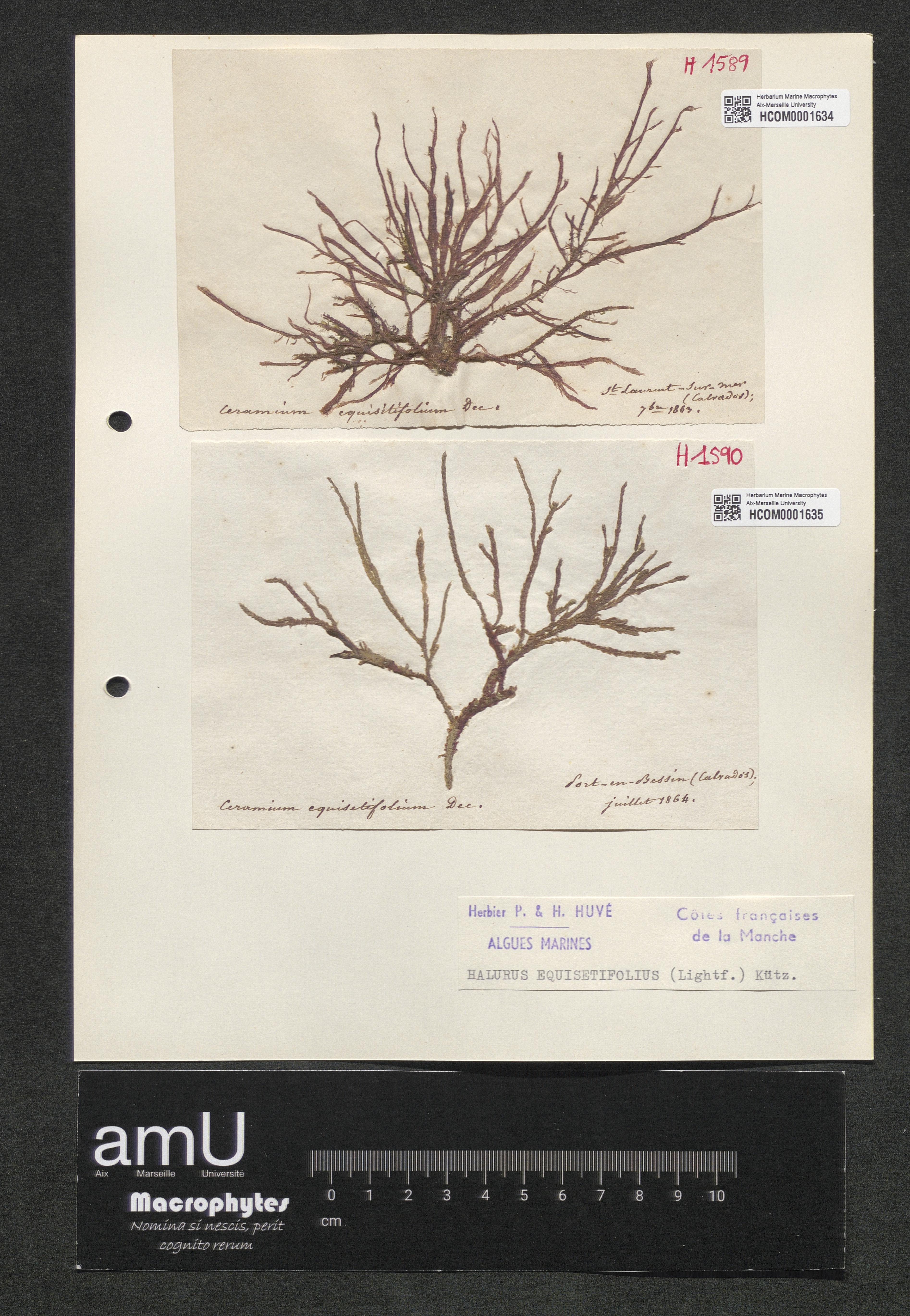 Halurus equisetifolius specimen