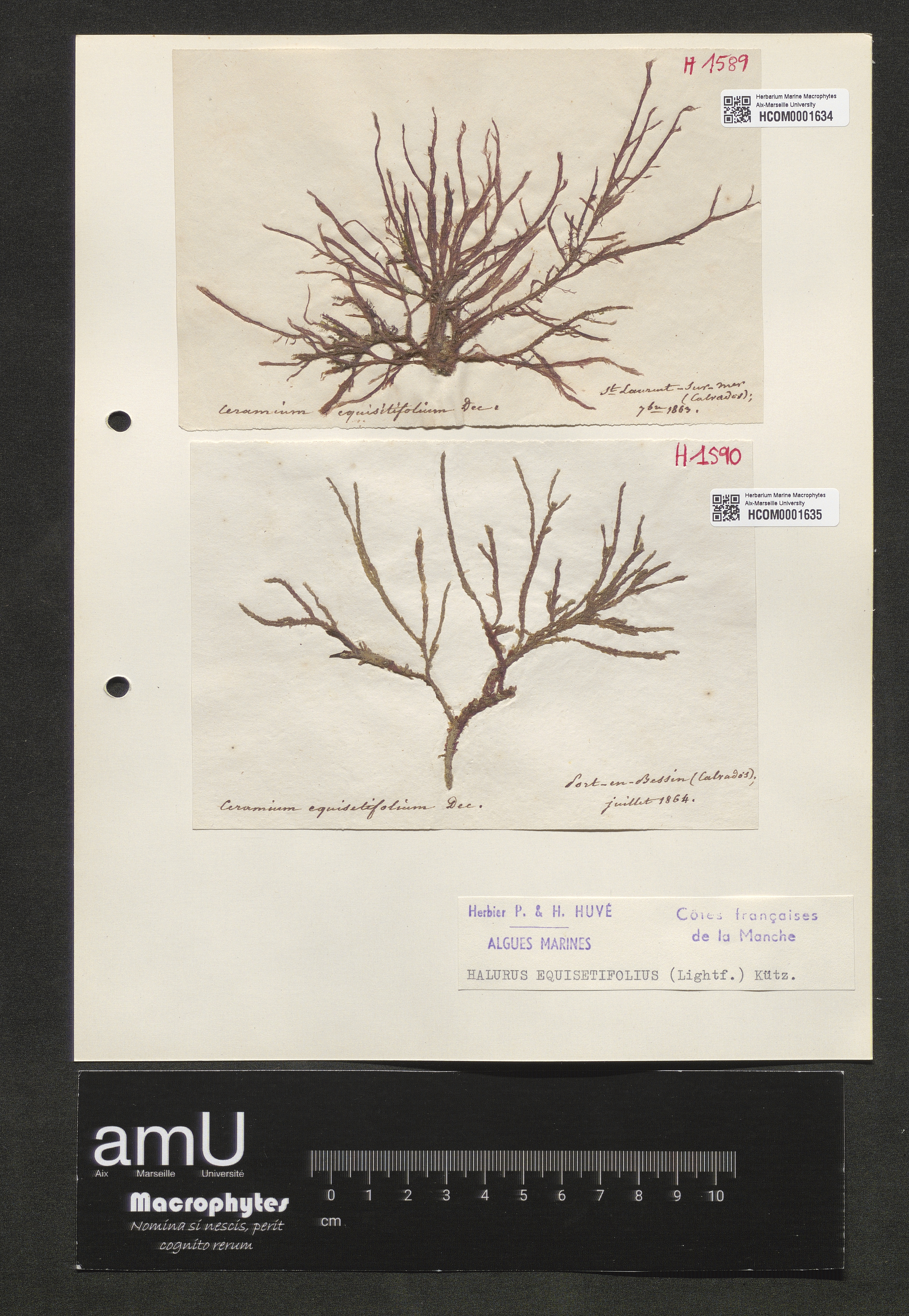 Halurus equisetifolius specimen