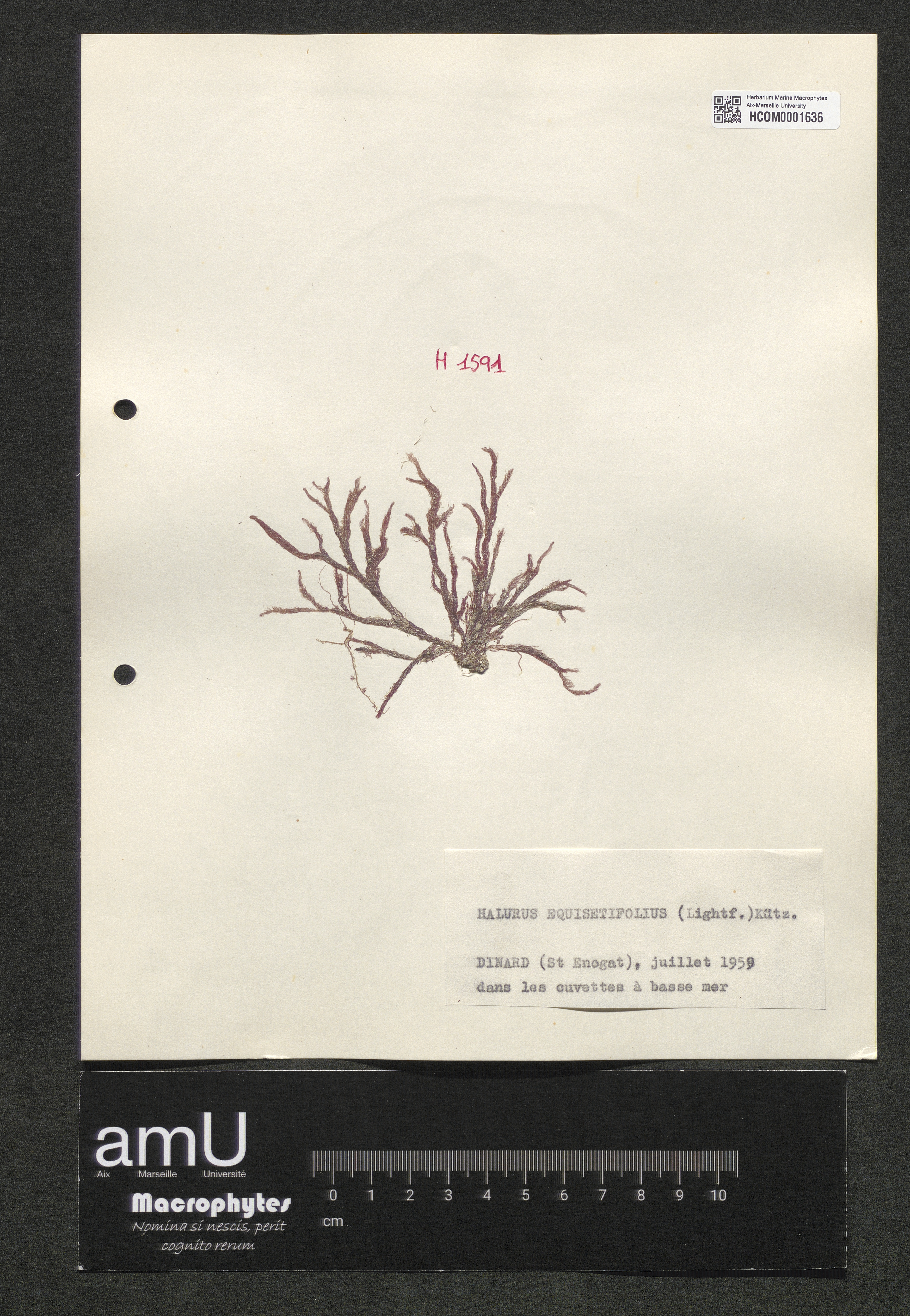 Halurus equisetifolius specimen