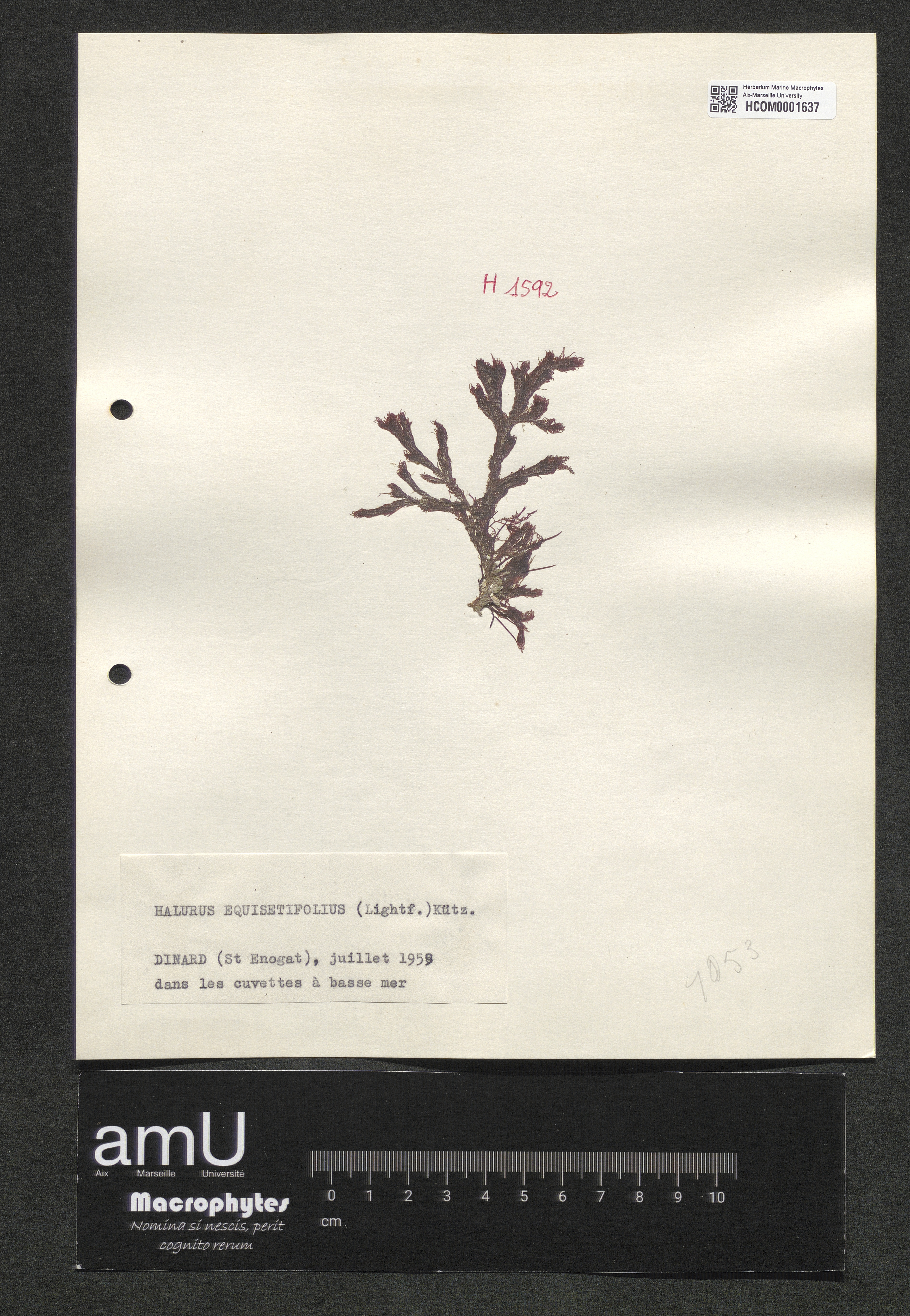 Halurus equisetifolius specimen