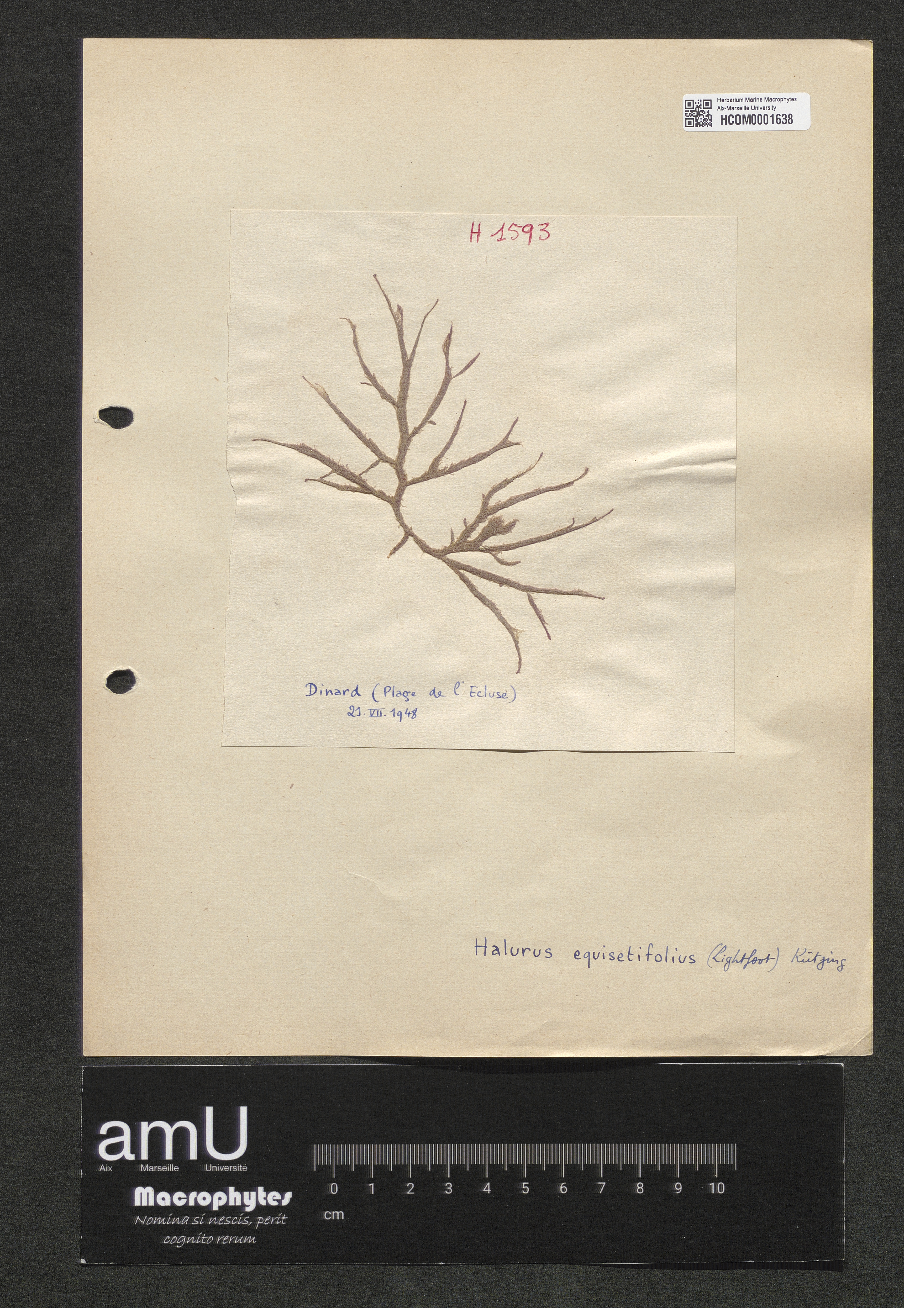 Halurus equisetifolius specimen