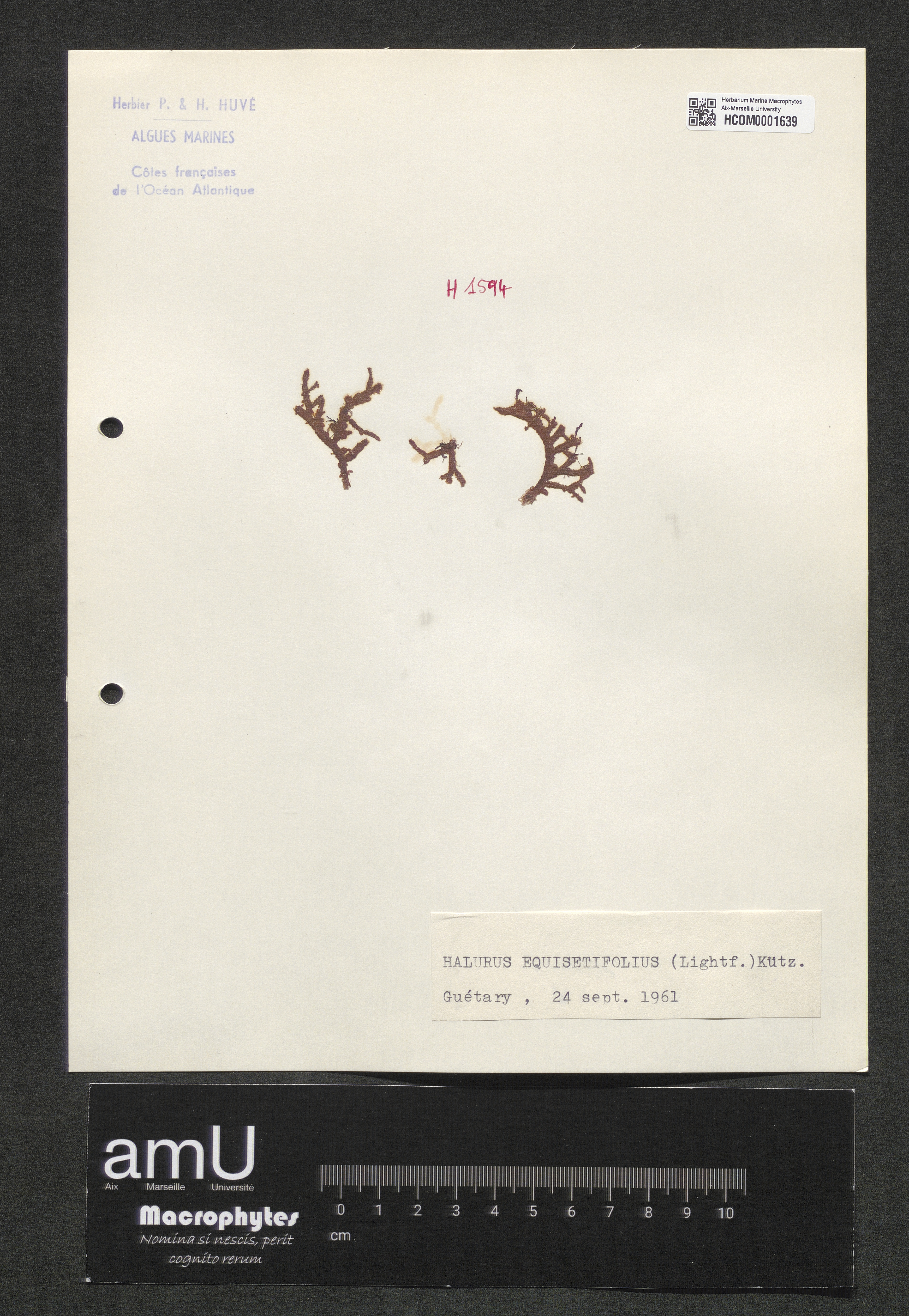 Halurus equisetifolius specimen