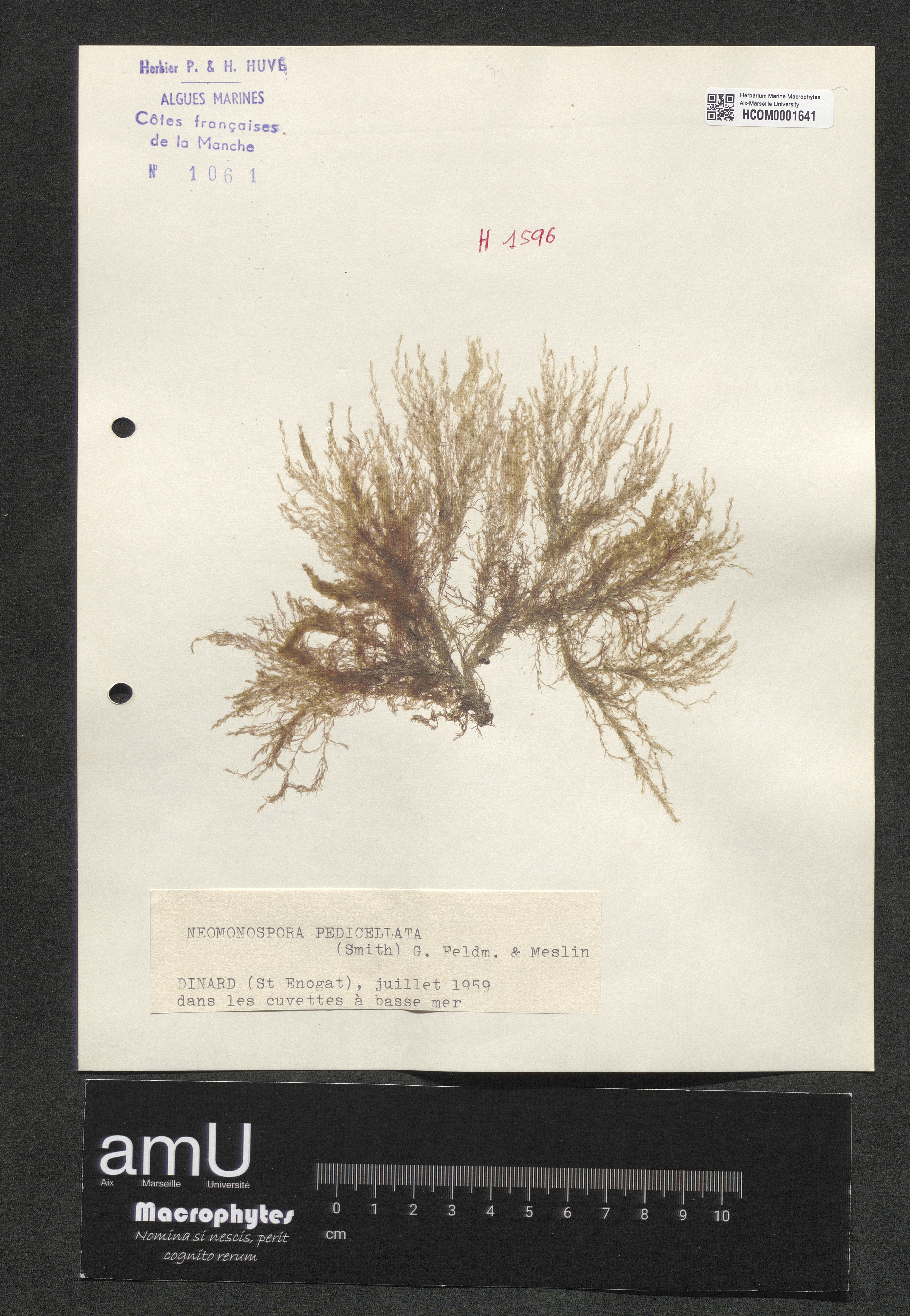 Neomonospora pedicellata specimen