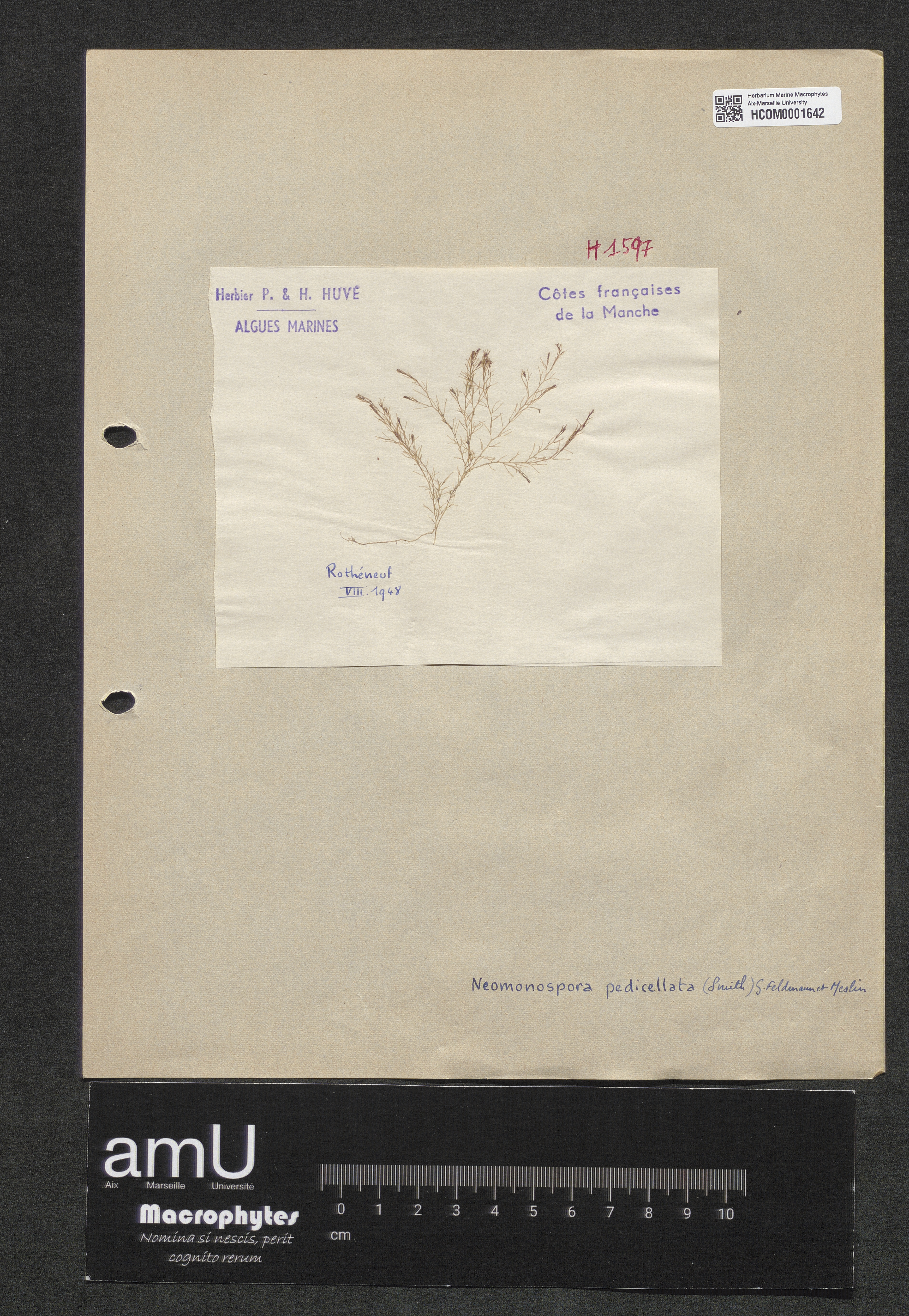 Neomonospora pedicellata specimen