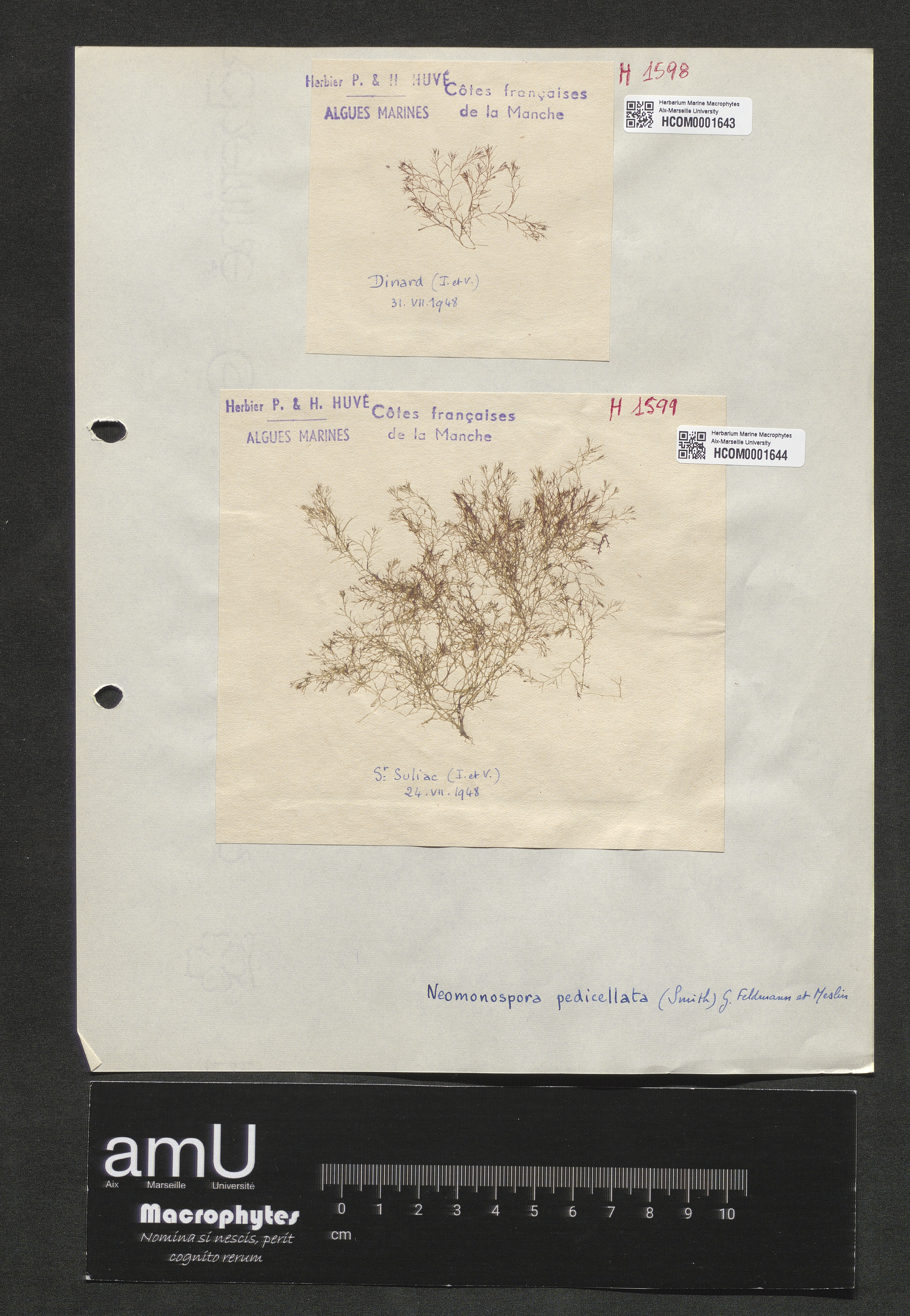 Neomonospora pedicellata specimen
