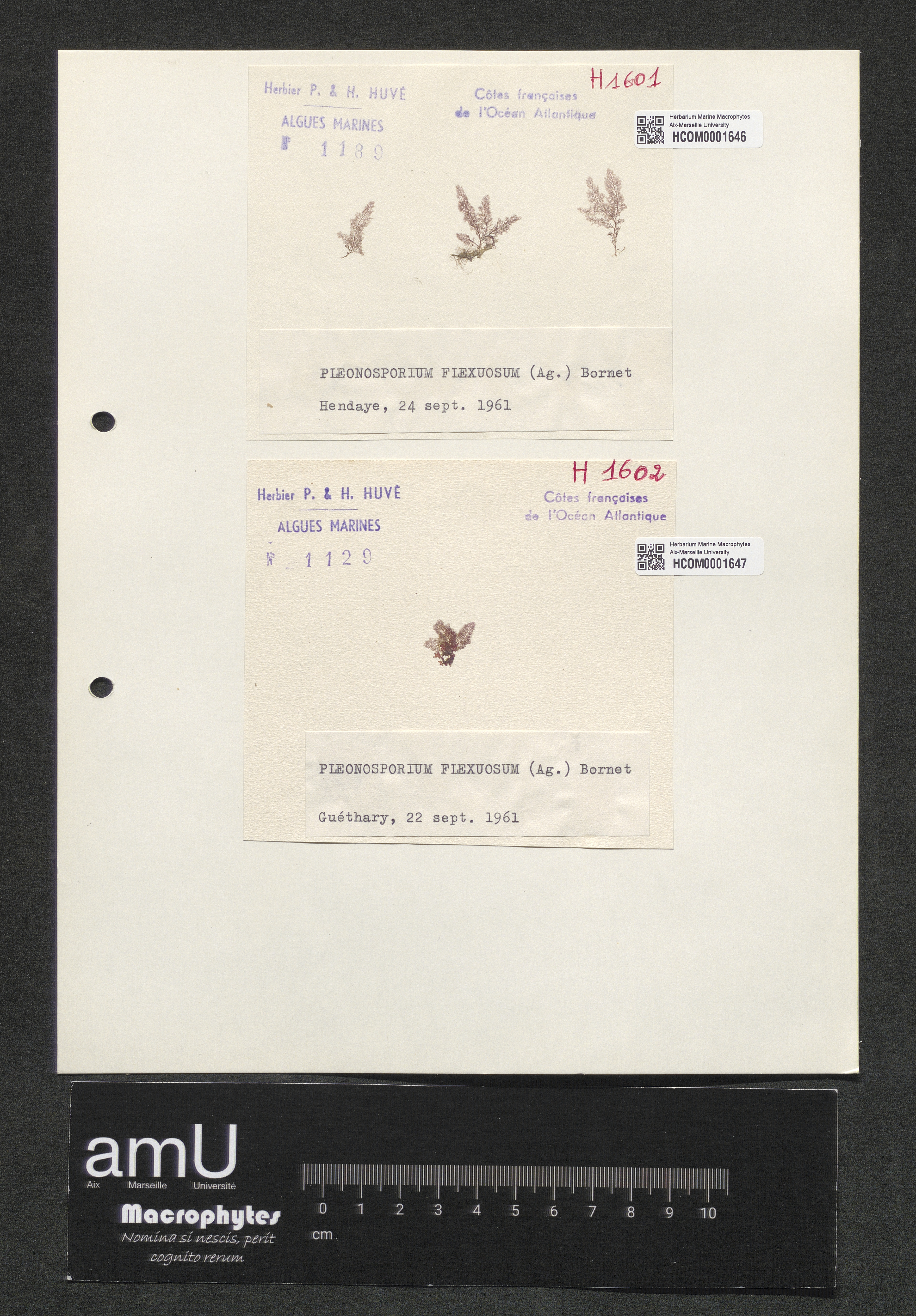 Pleonosporium flexuosum specimen