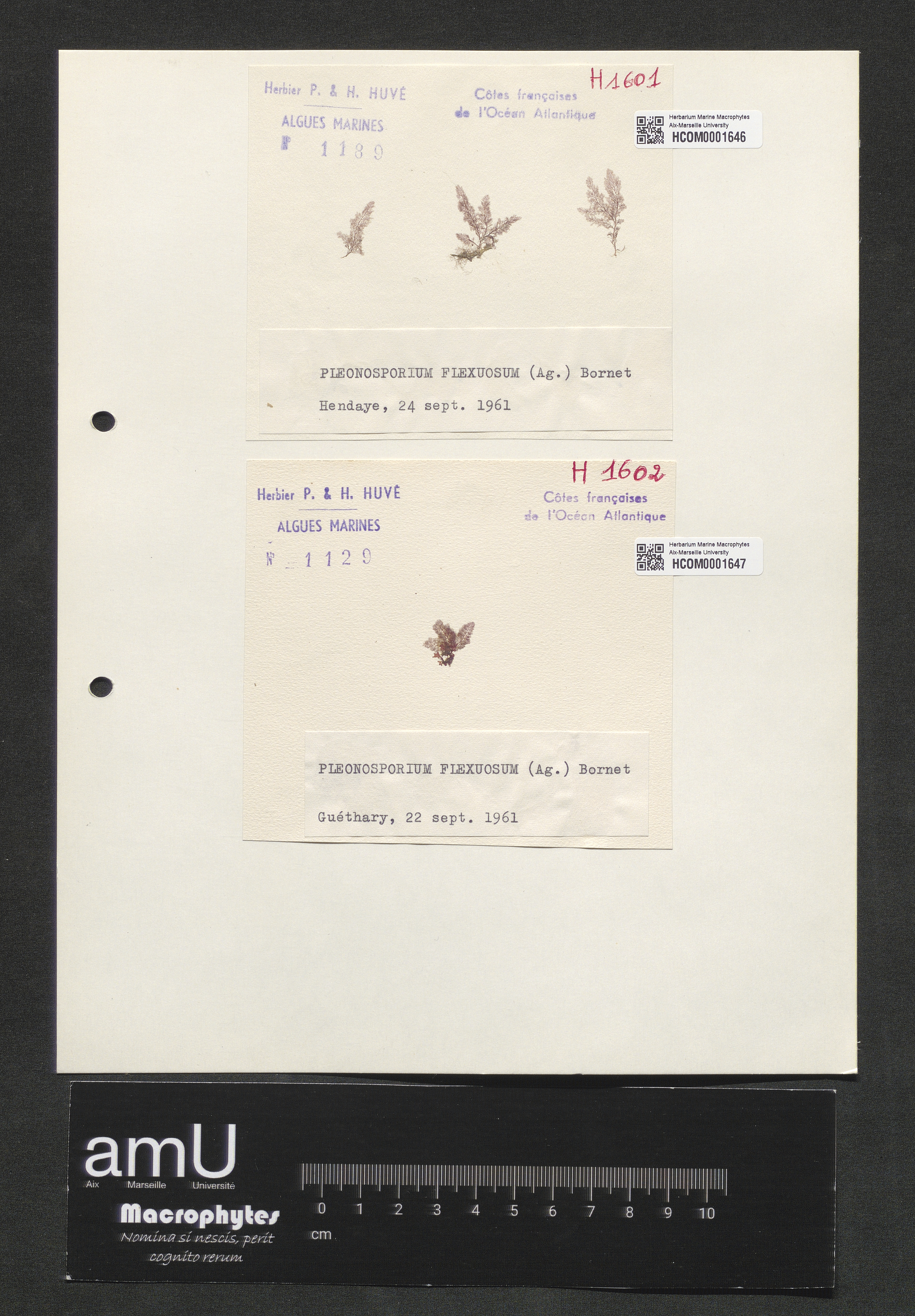 Pleonosporium flexuosum specimen