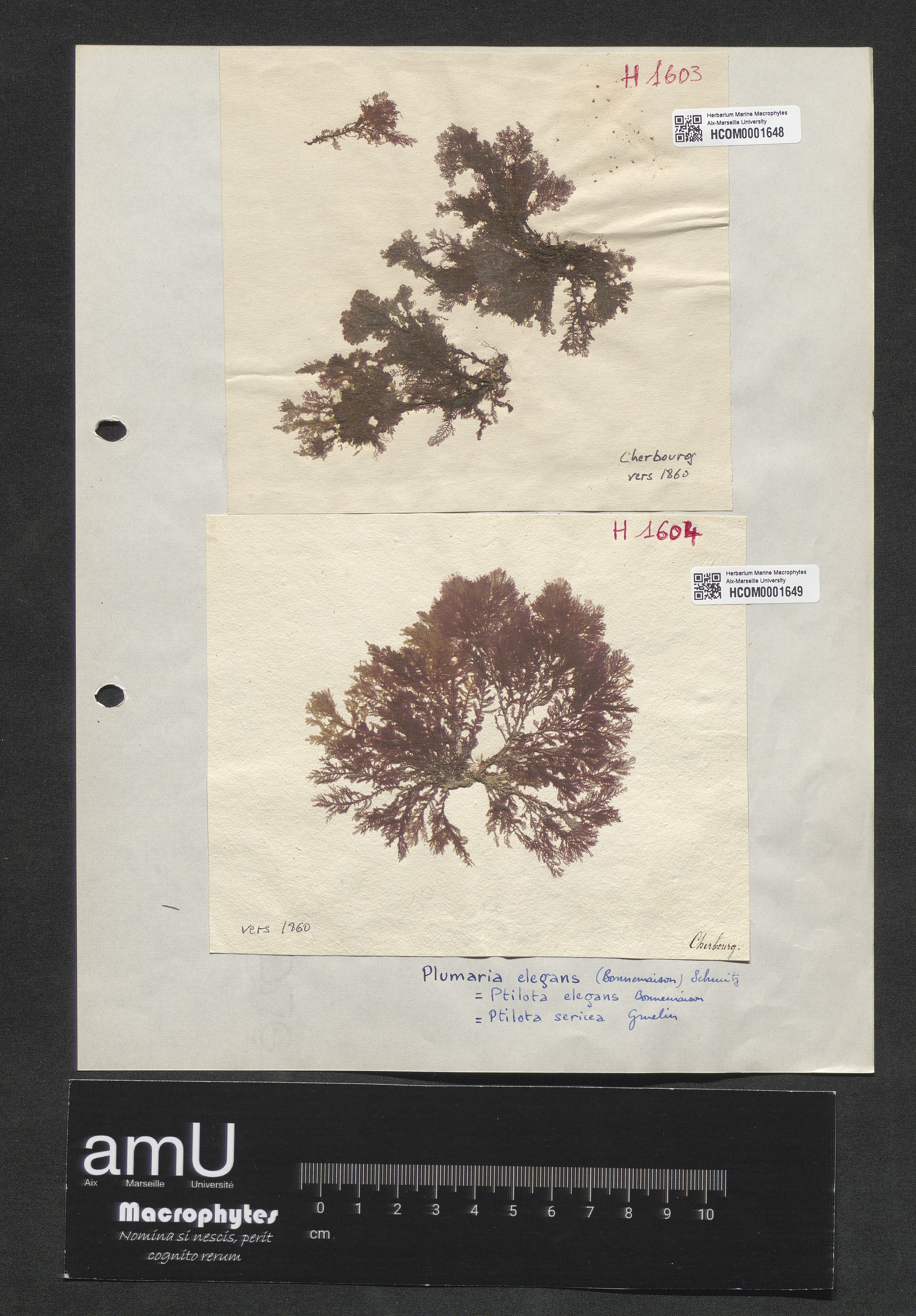 Plumaria elegans specimen