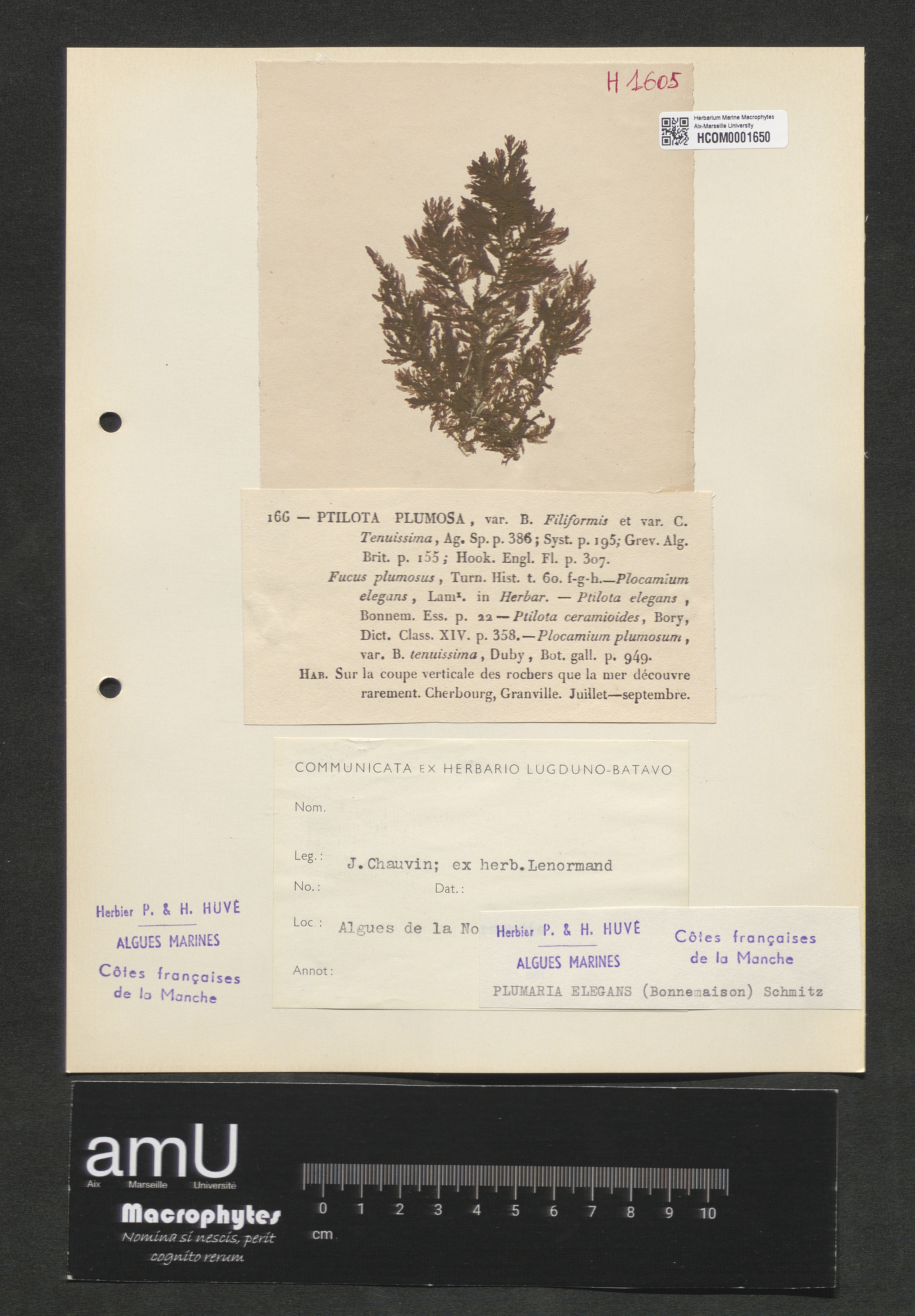 Plumaria elegans specimen