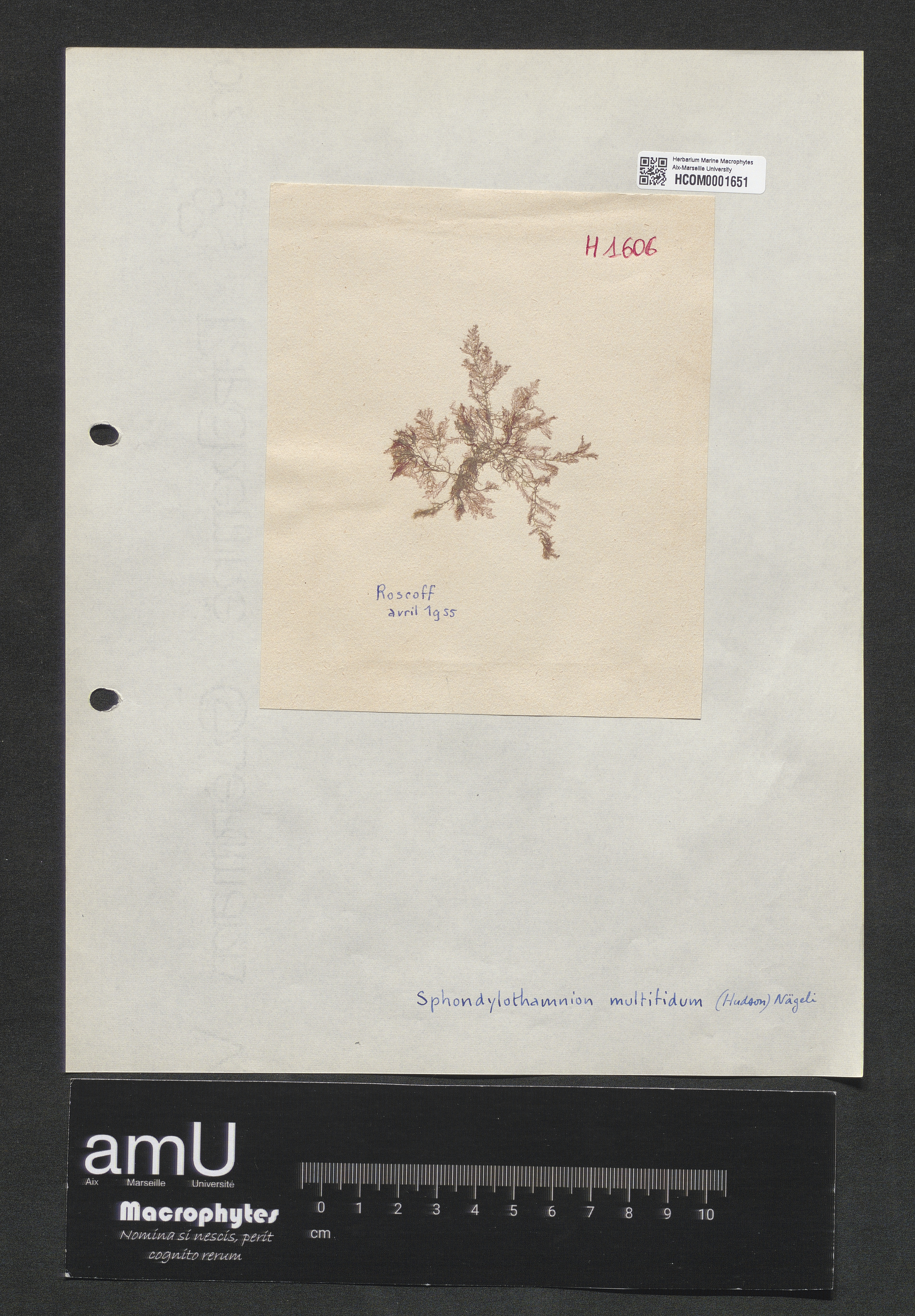 Spondylothamnion multifidum specimen