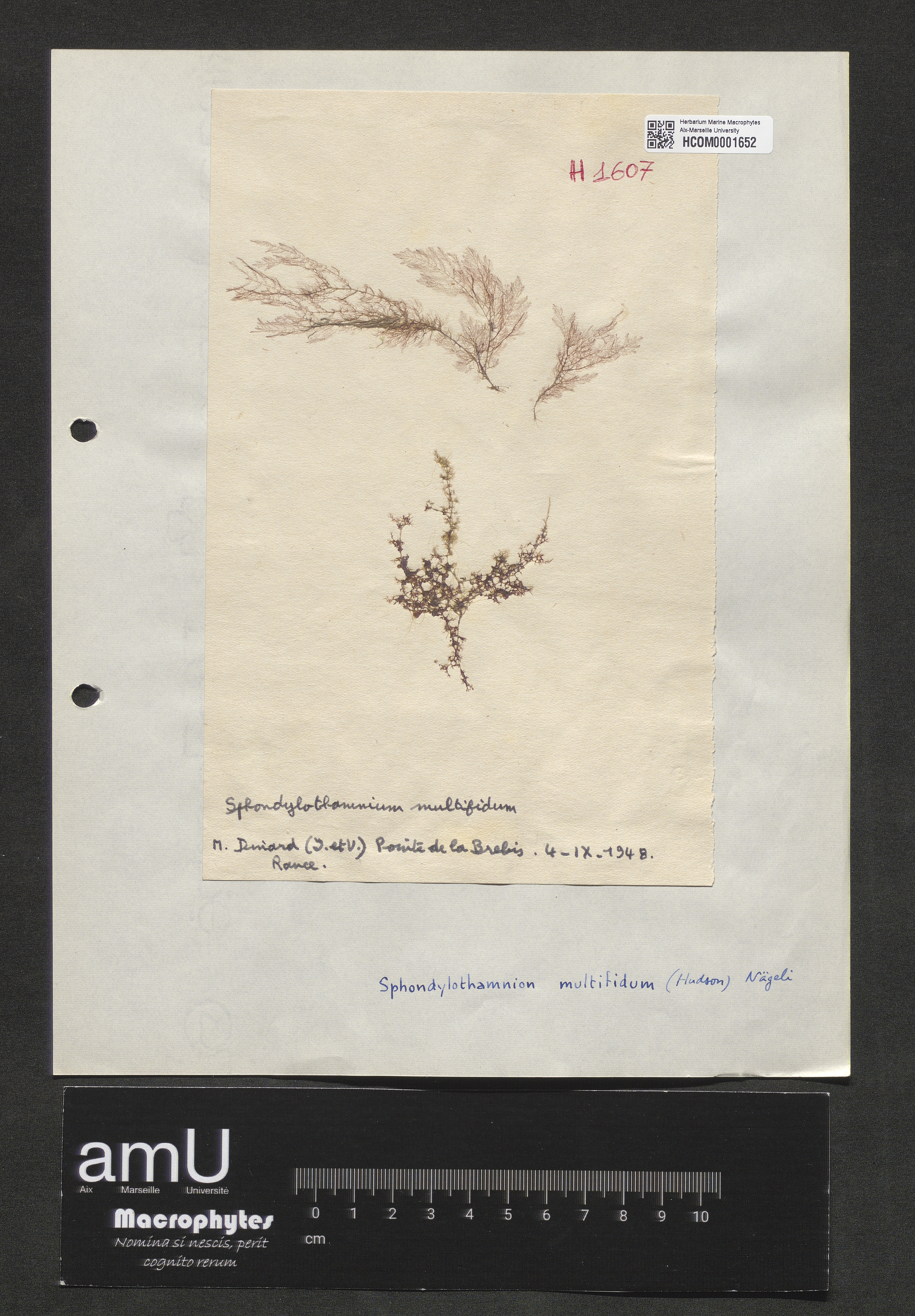 Spondylothamnion multifidum specimen