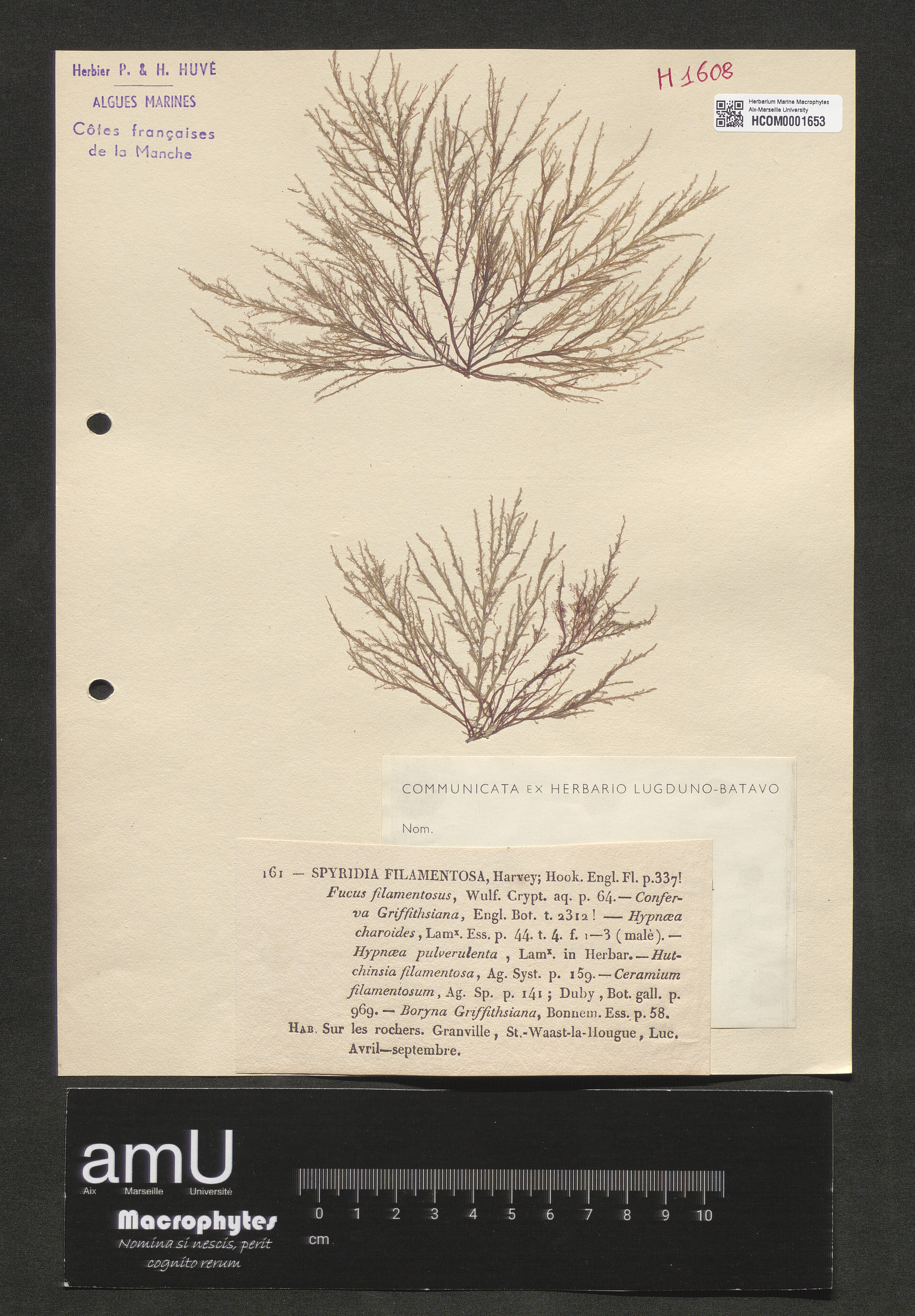 Spyridia filamentosa specimen