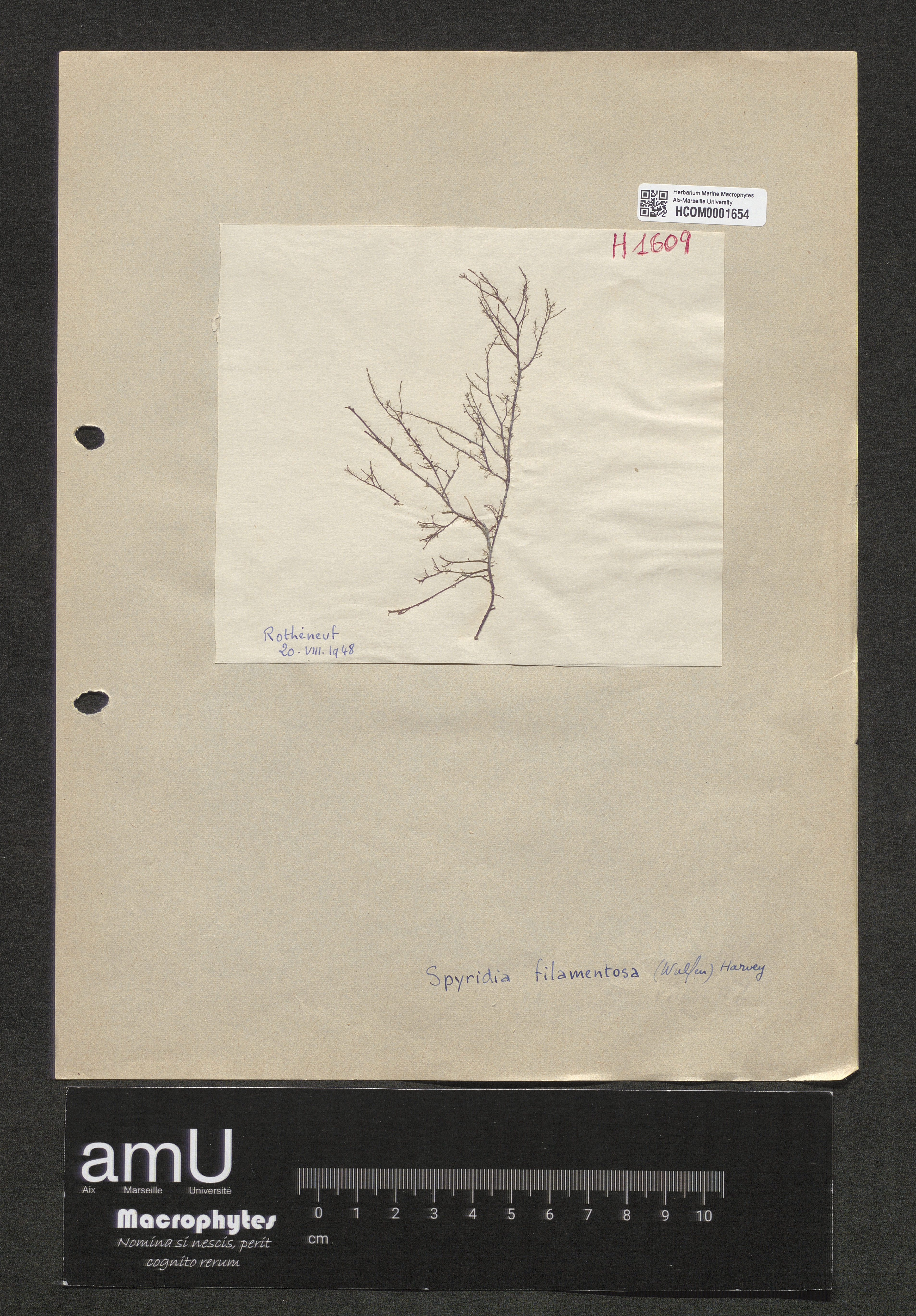Spyridia filamentosa specimen