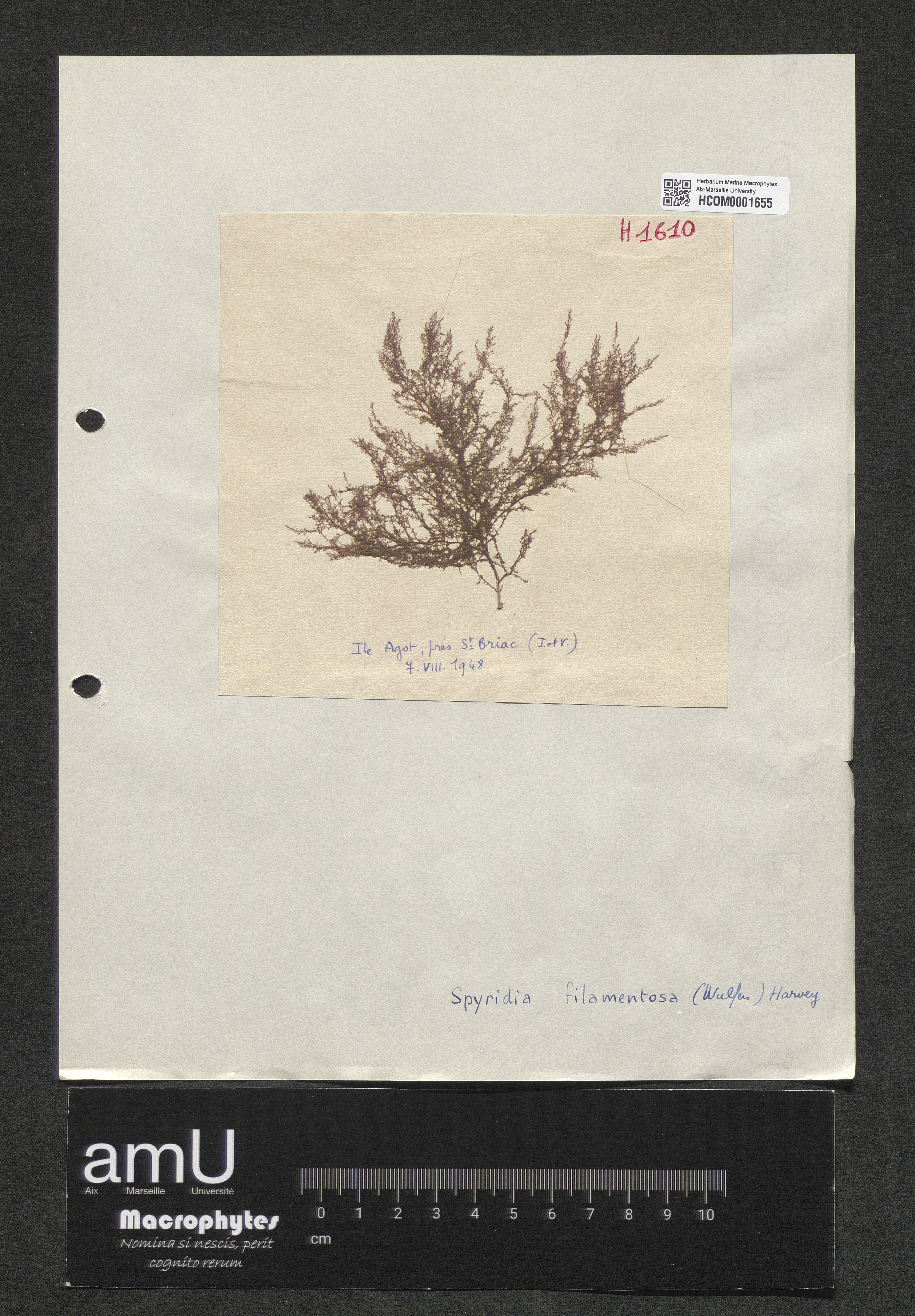 Spyridia filamentosa specimen