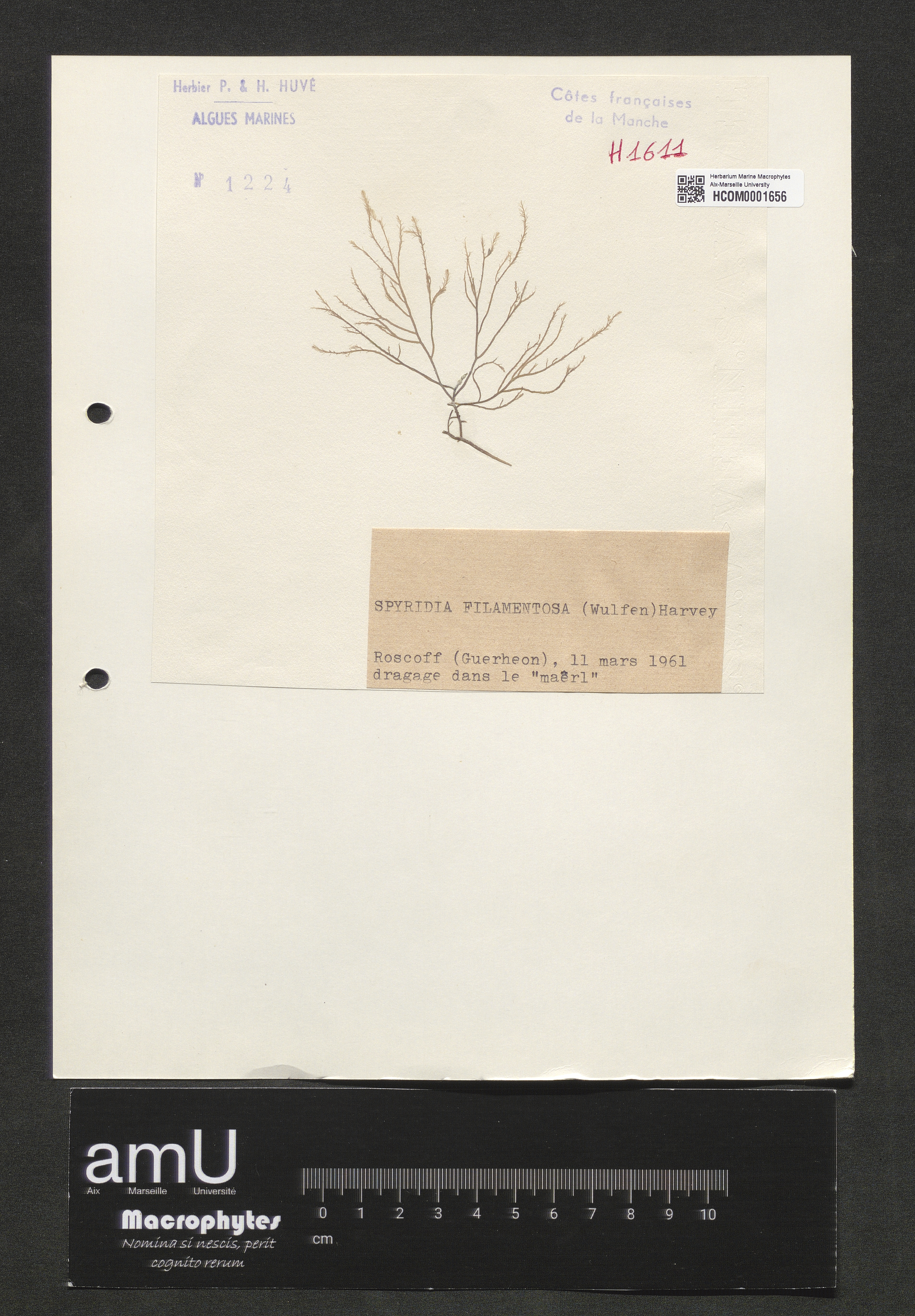 Spyridia filamentosa specimen