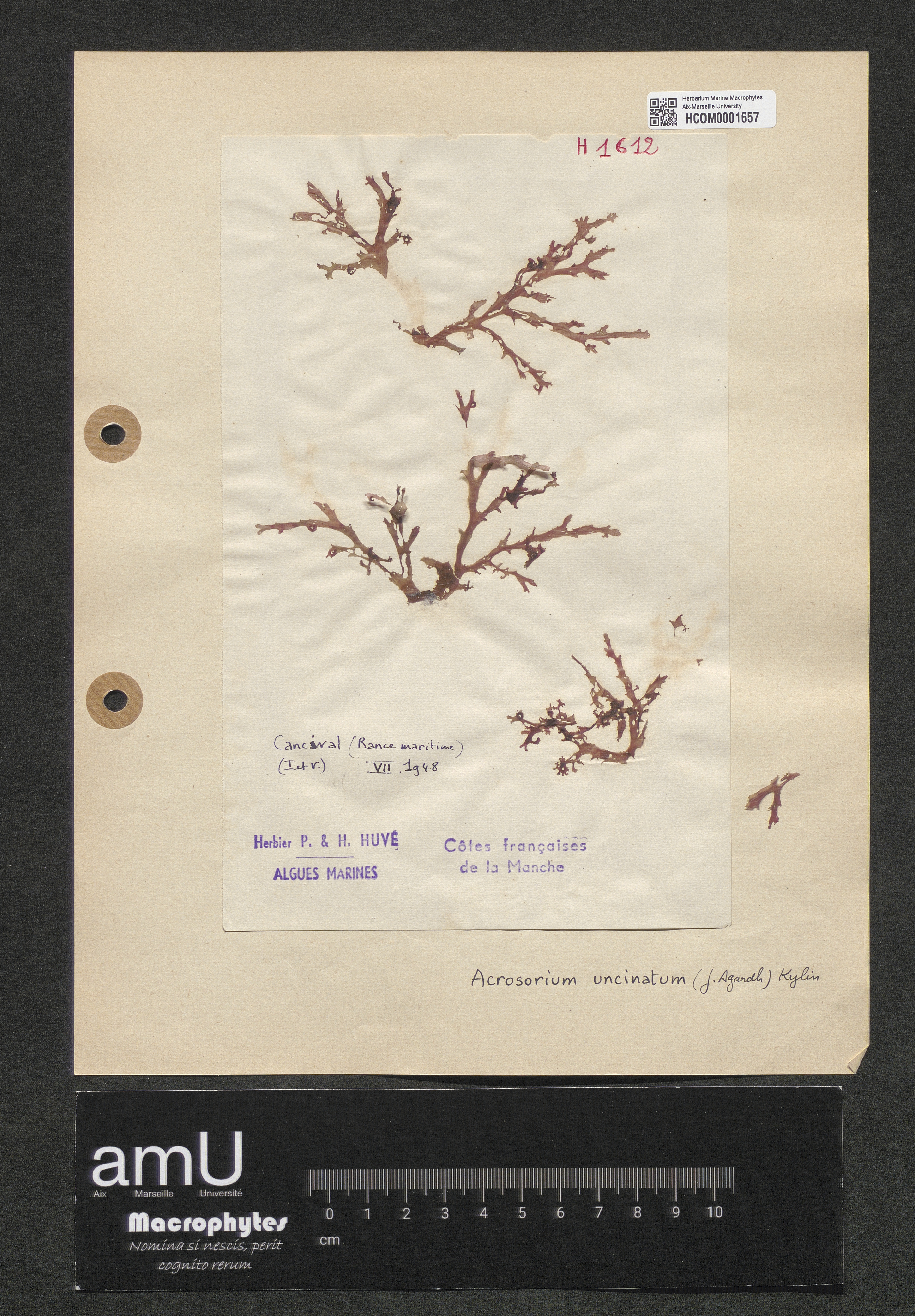 Acrosorium uncinatum specimen