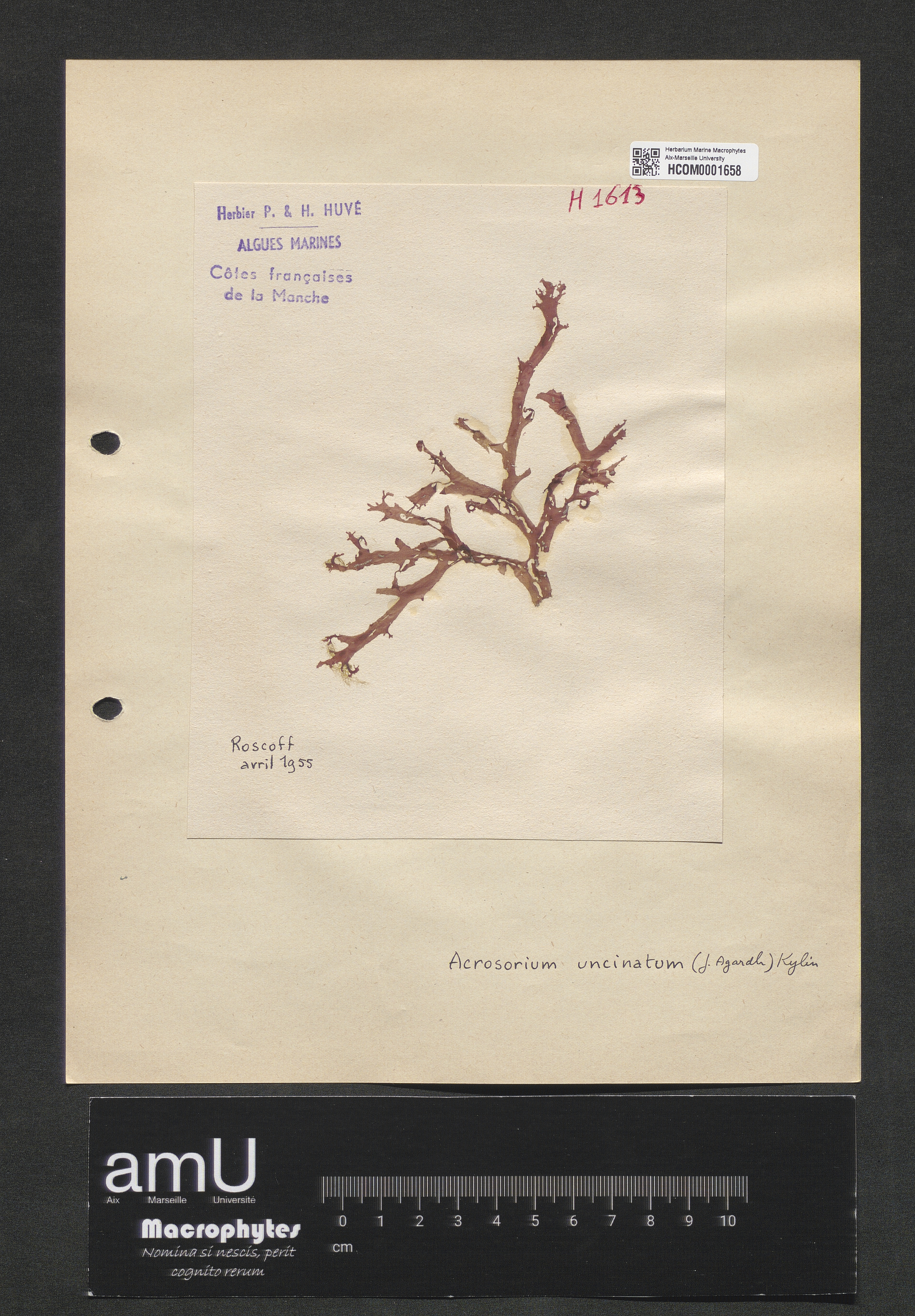 Acrosorium uncinatum specimen