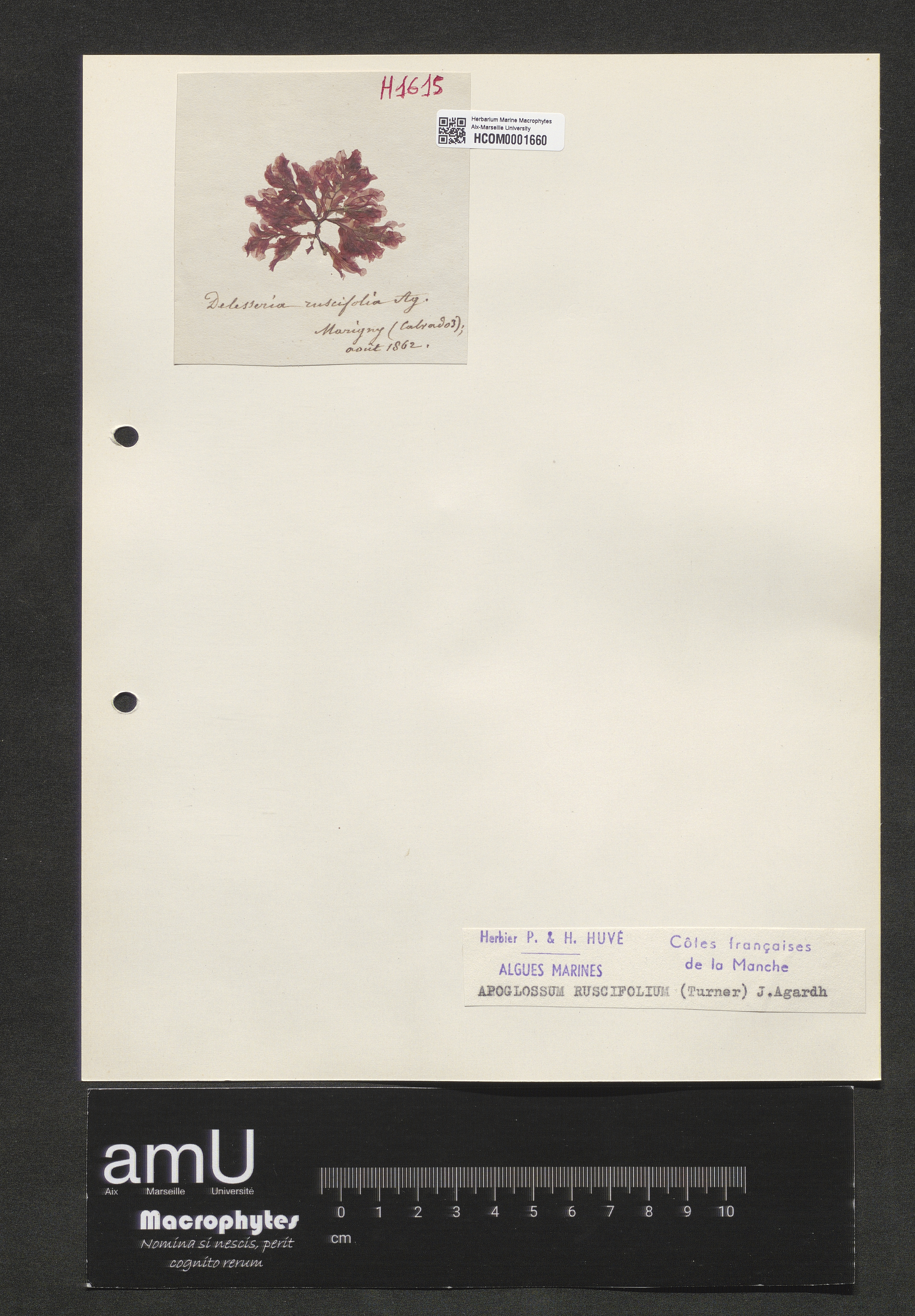 Apoglossum ruscifolium specimen