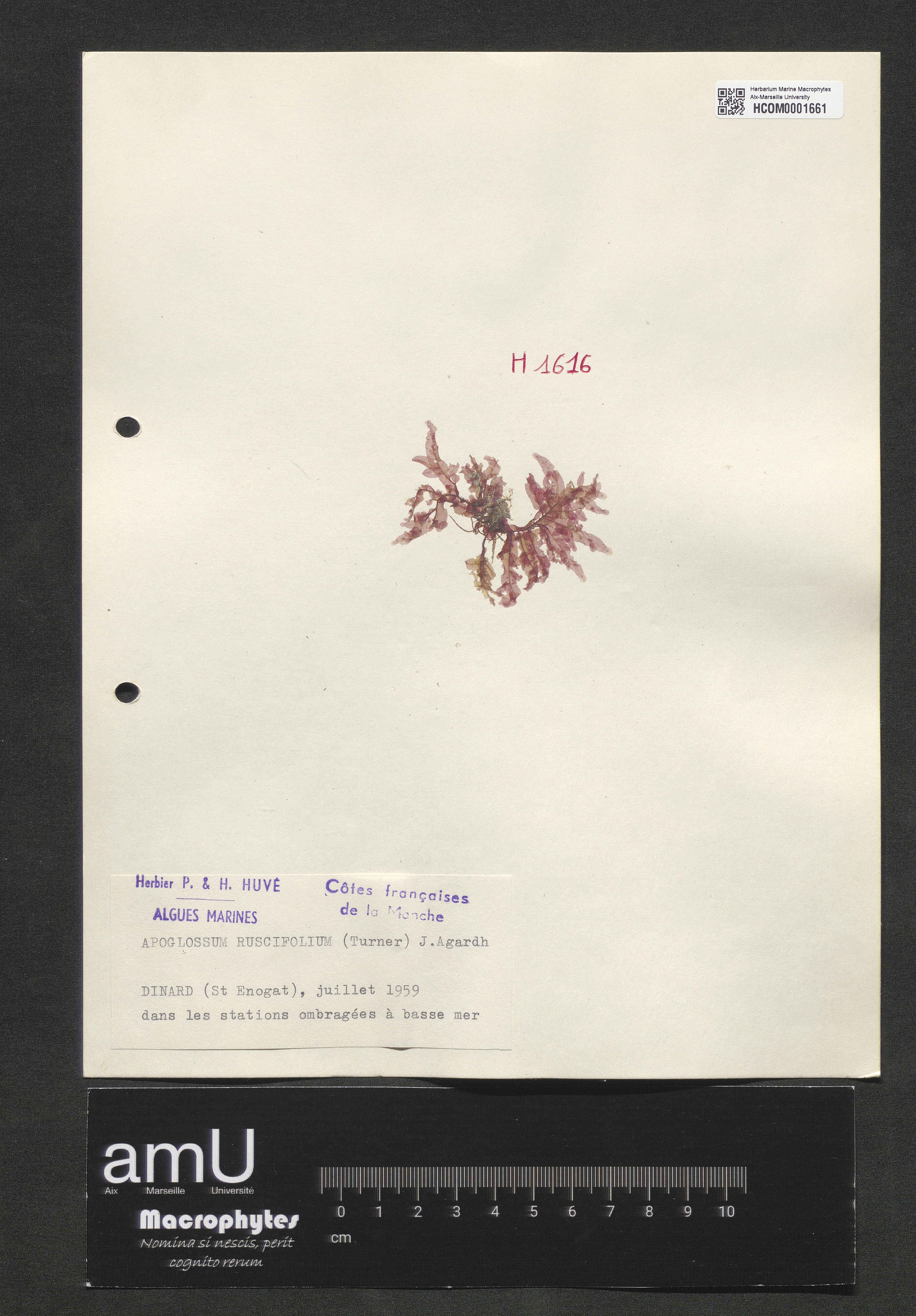 Apoglossum ruscifolium specimen