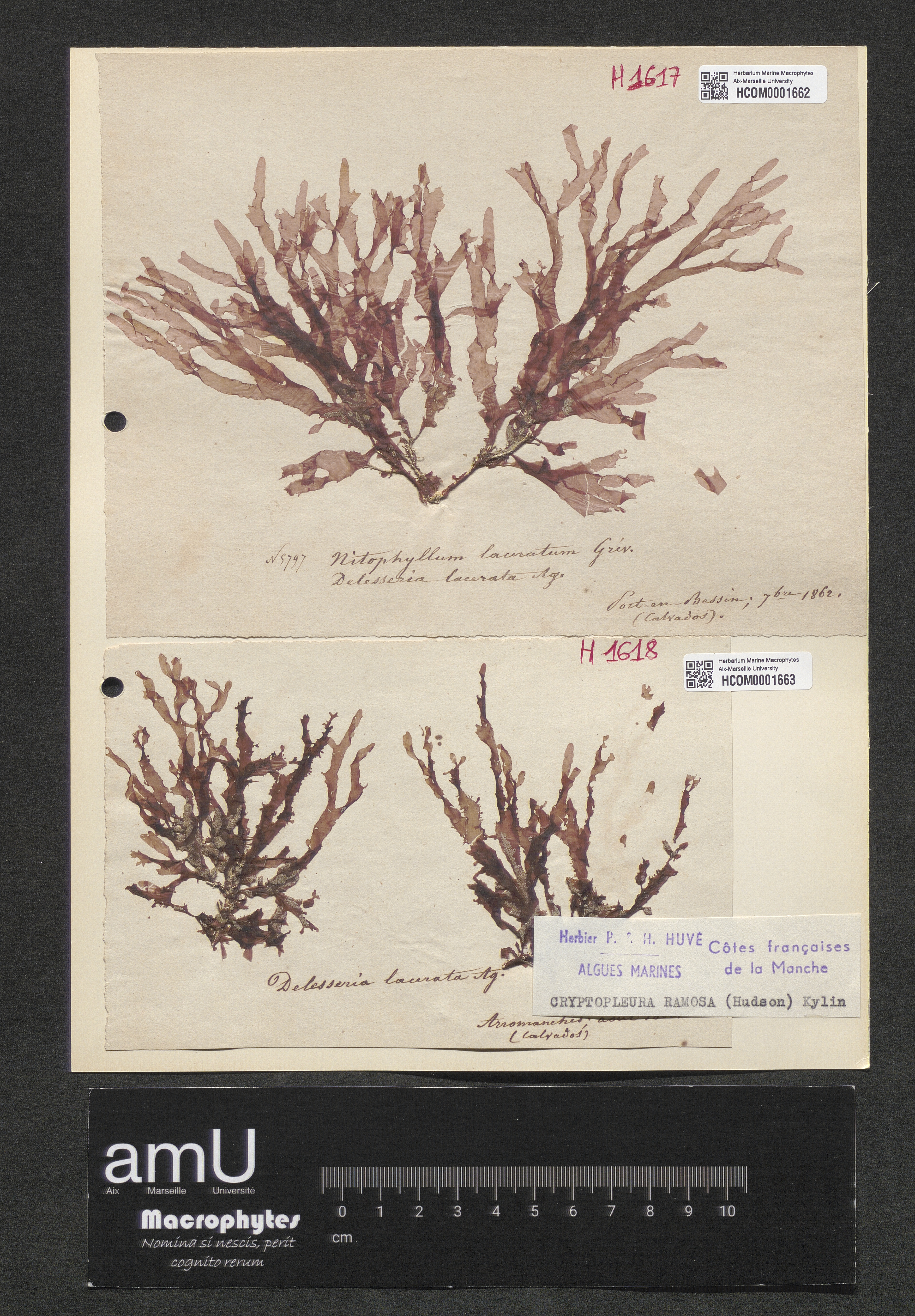 Cryptopleura ramosa specimen