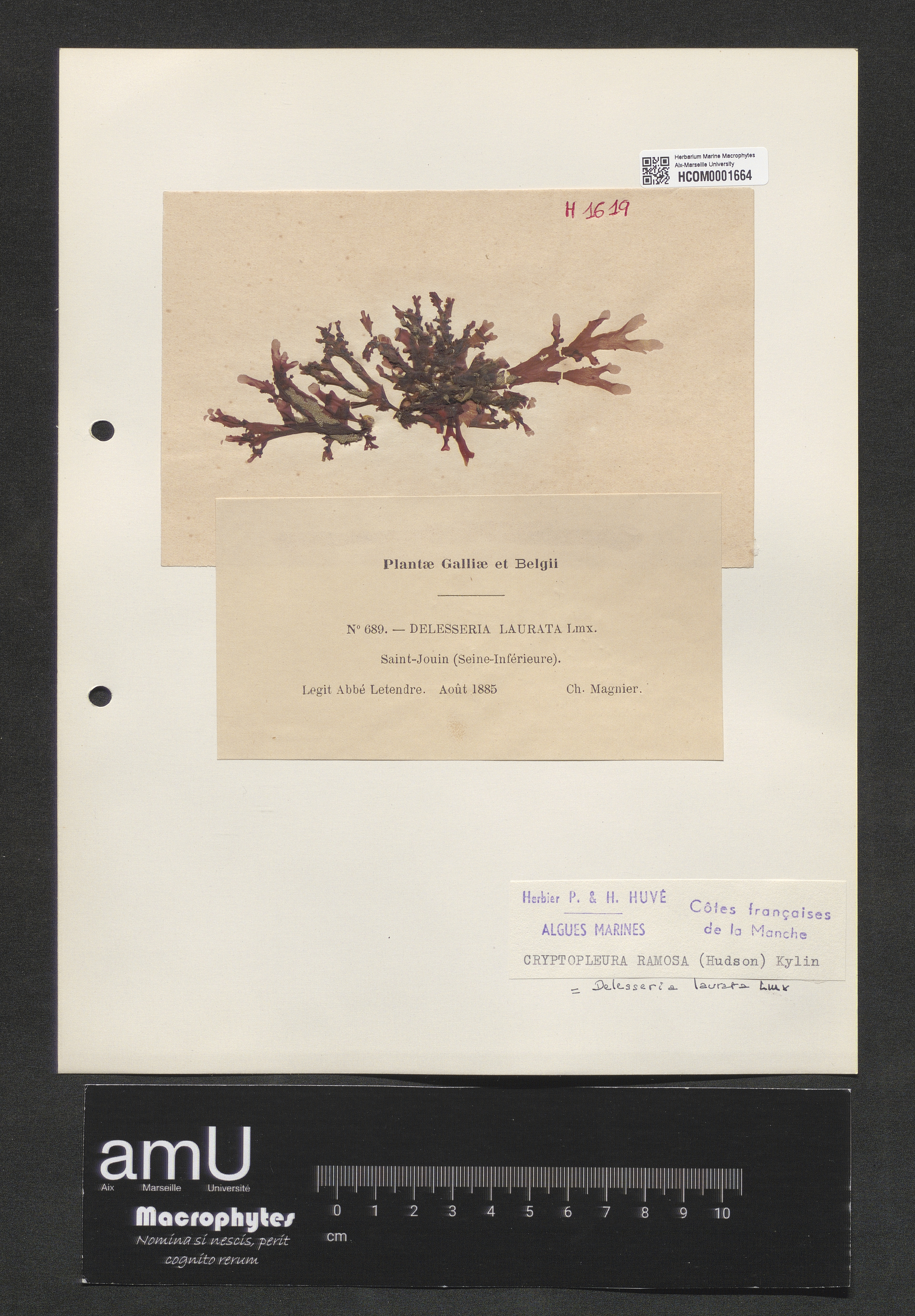Cryptopleura ramosa specimen