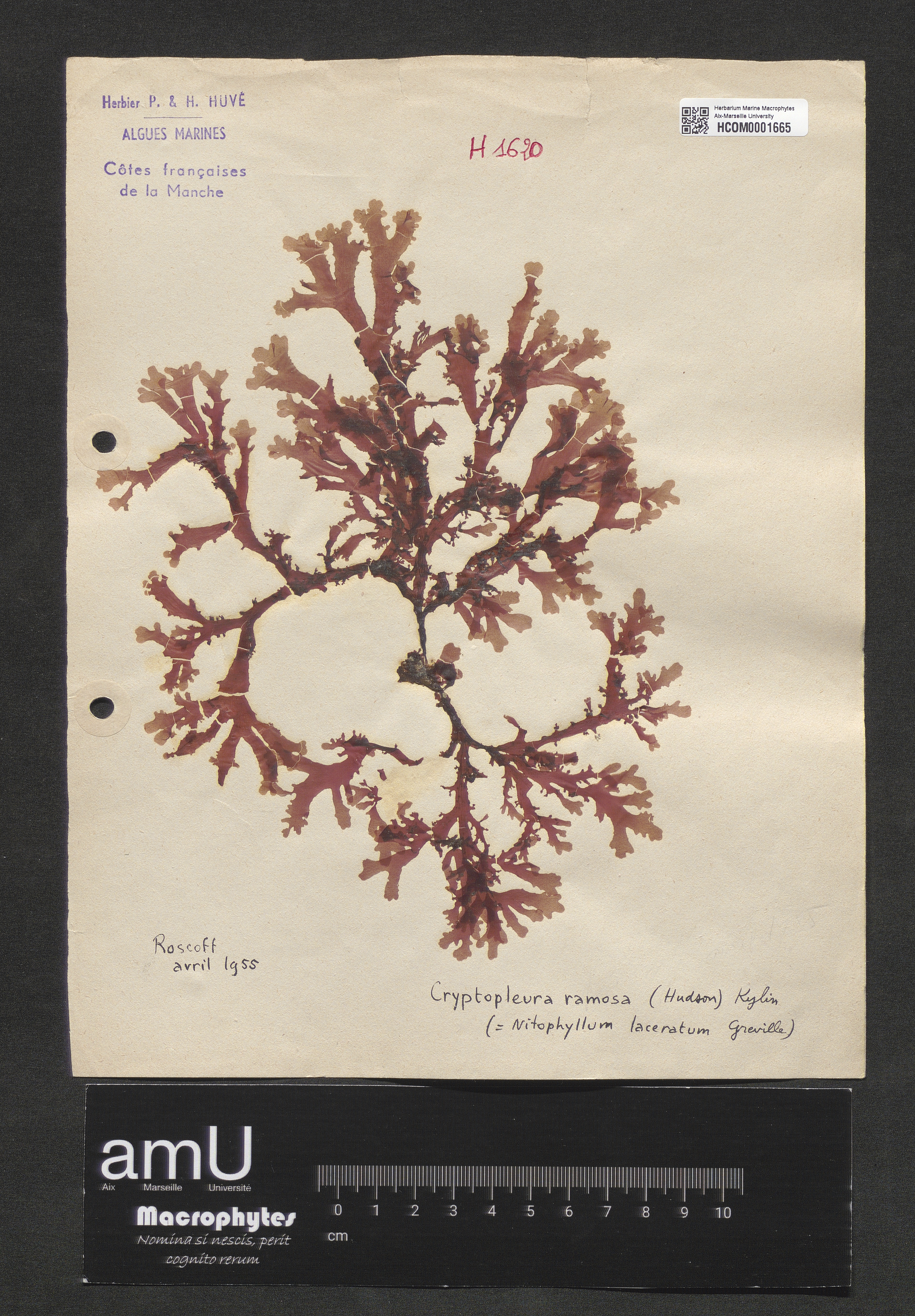 Cryptopleura ramosa specimen
