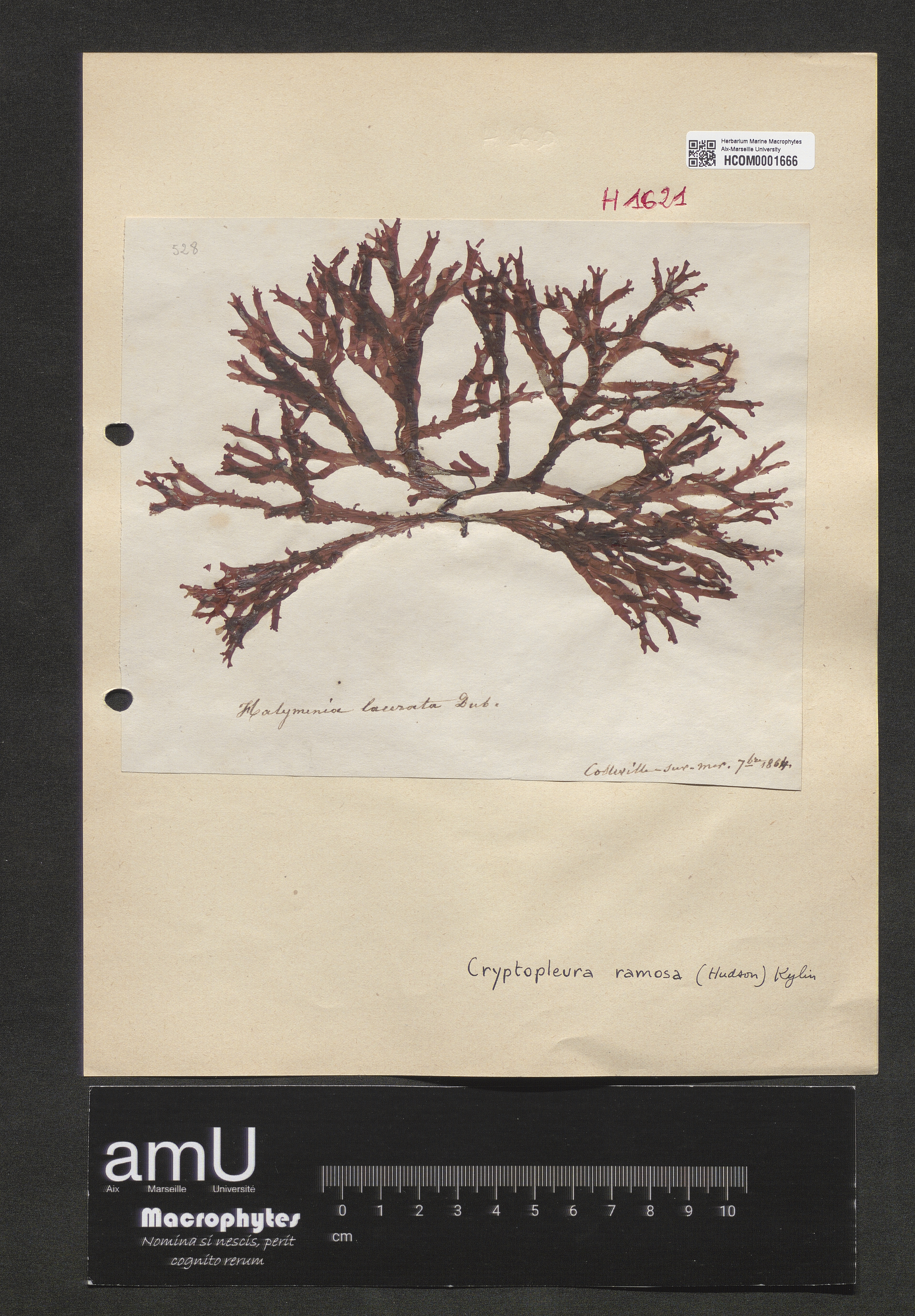 Cryptopleura ramosa specimen