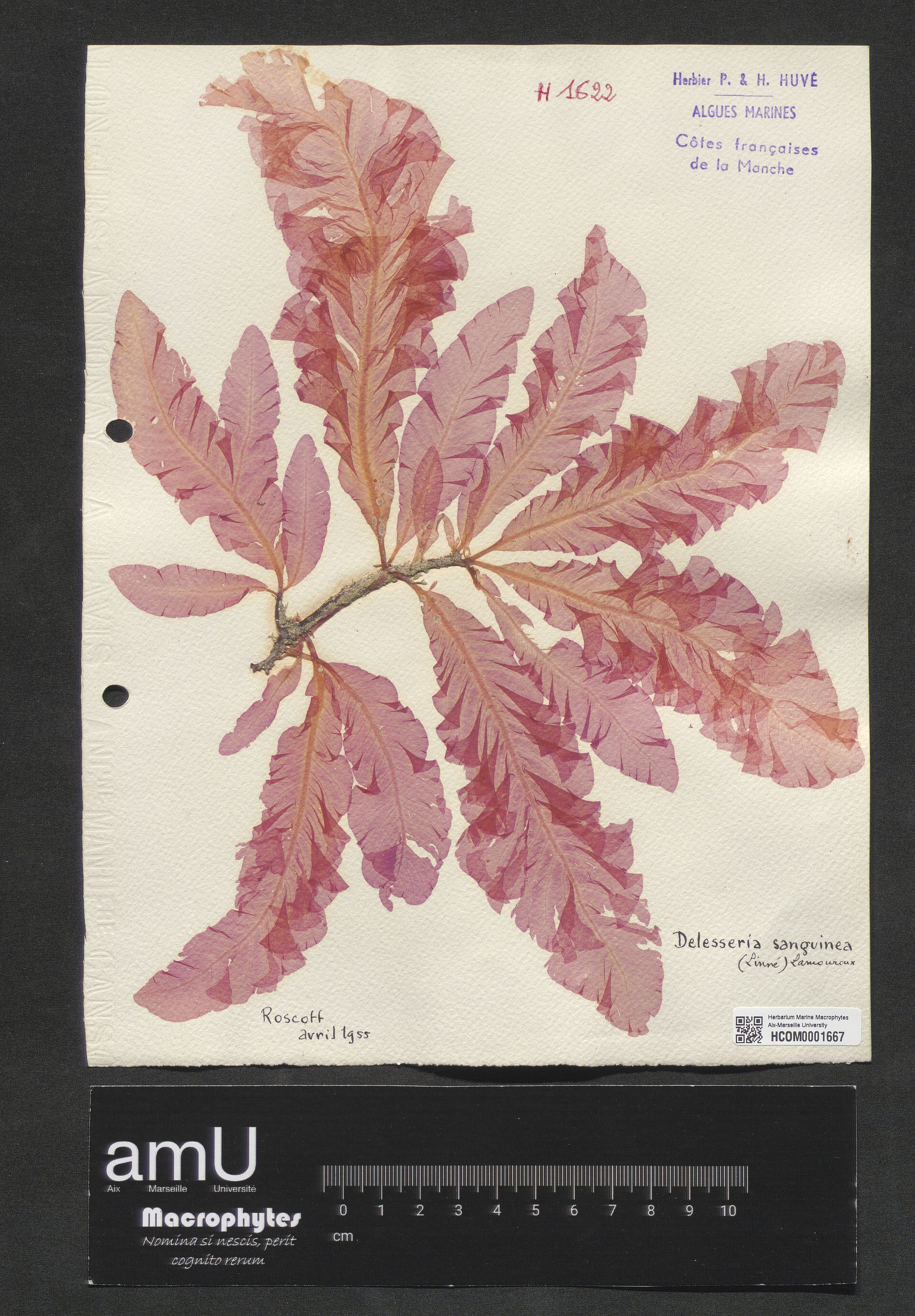 Delesseria sanguinea specimen