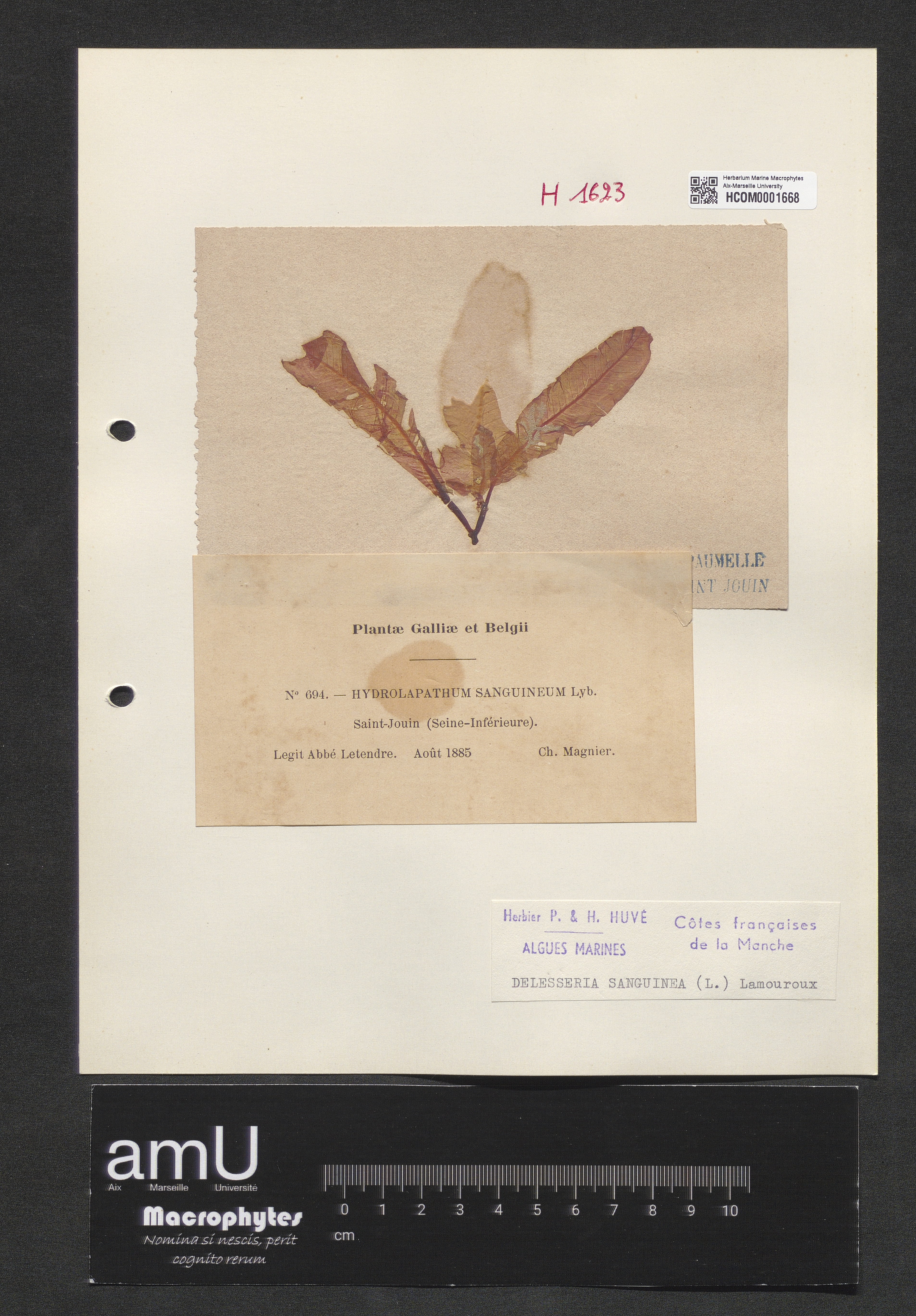 Delesseria sanguinea specimen
